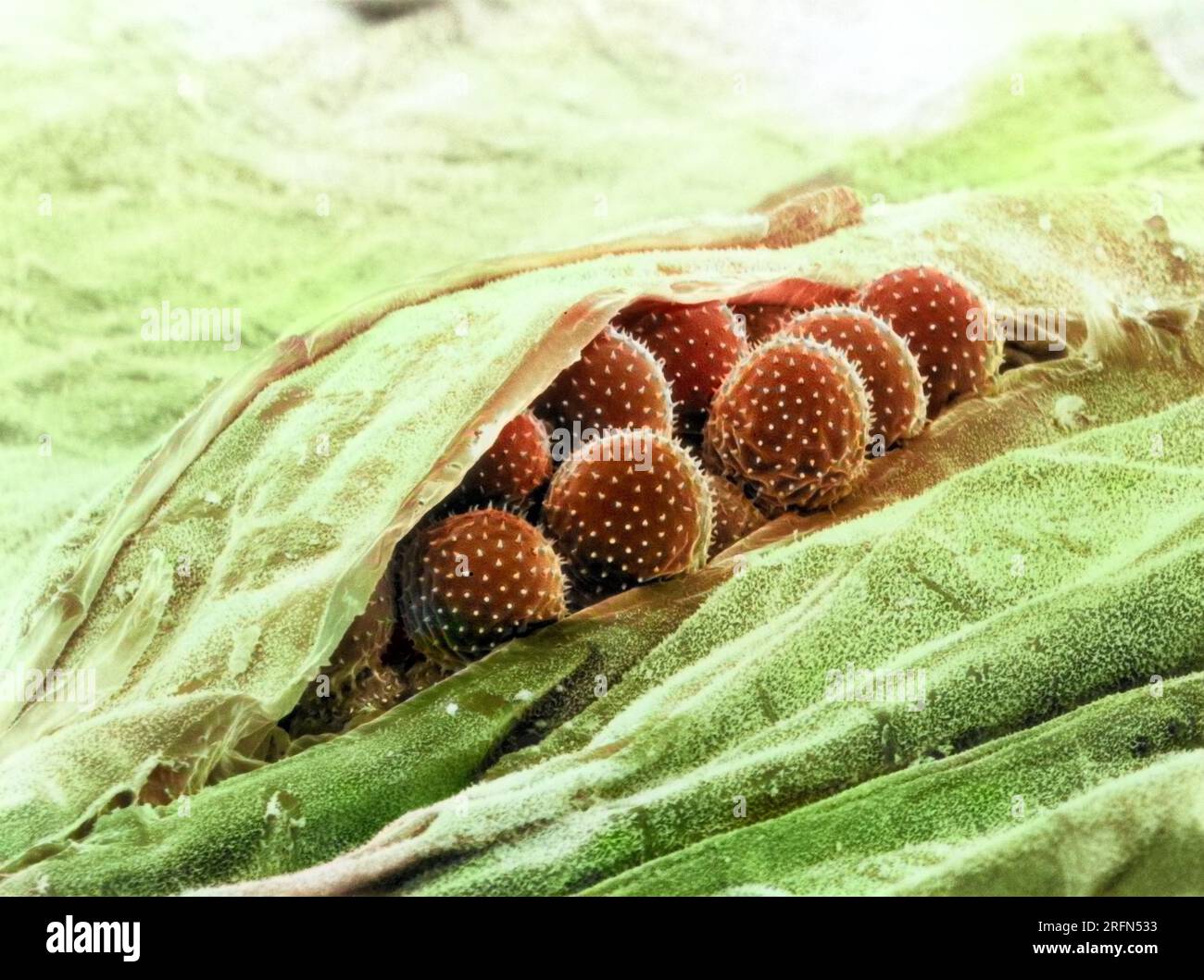 Micrografo elettronico a scansione (SEM) di ruggine su foglia di grano. Ingrandimento: 1160x Foto Stock