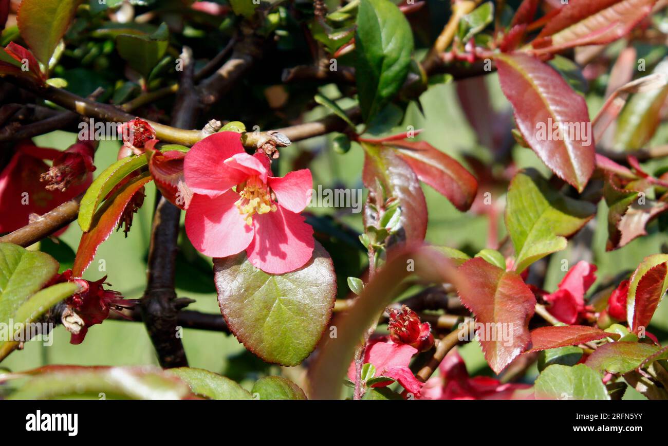 Delicati fiori rosa di Chaenomeles specios Quince fiorente in primavera Foto Stock
