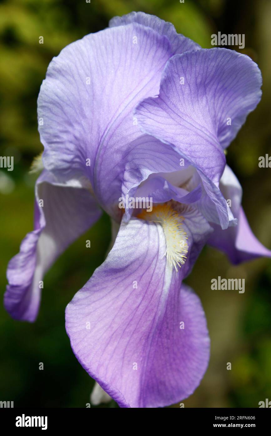 Primo piano dell'Iris tradizionale in piena fioritura Foto Stock