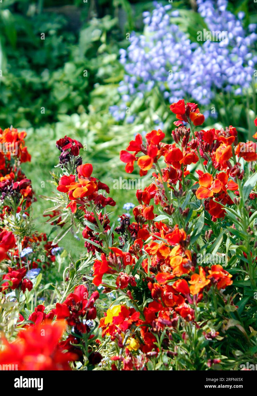 Erysimum cheiri, "re del fuoco", fiori da parati sullo sfondo di campanelle blu Foto Stock
