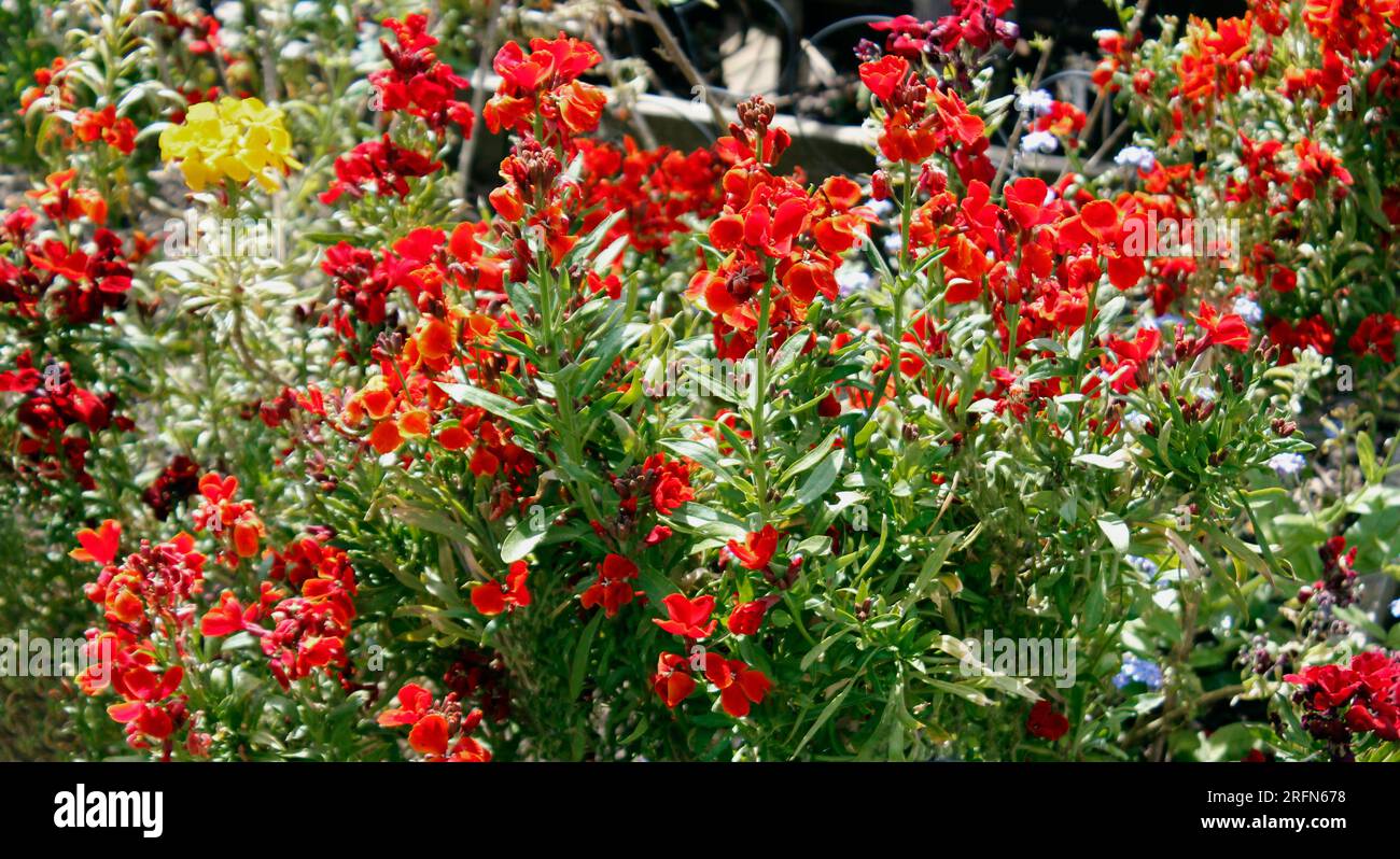 Fiori da parete fioriti di maggio Erysimum chierir "re del fuoco" Foto Stock