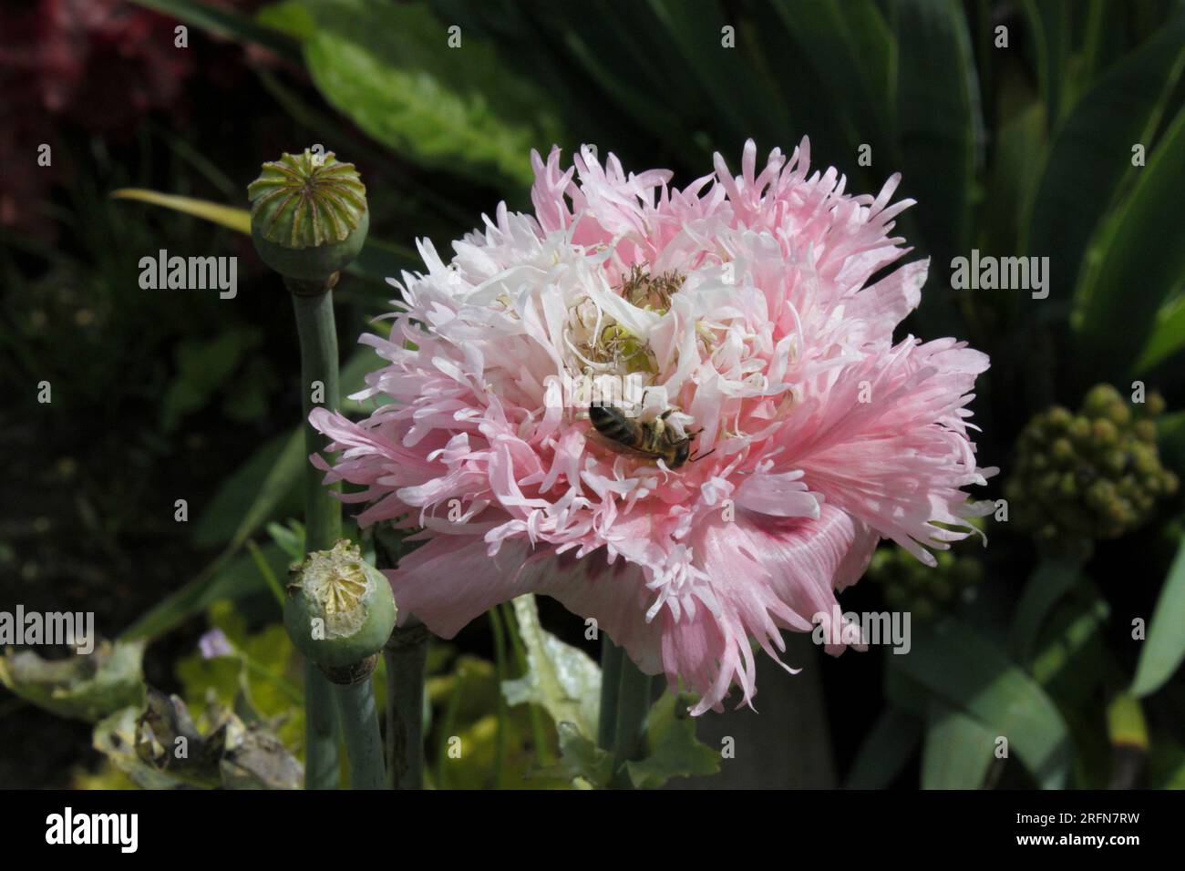 Insetti che raccolgono il polline dai papaveri di lilla Pom Pom Foto Stock