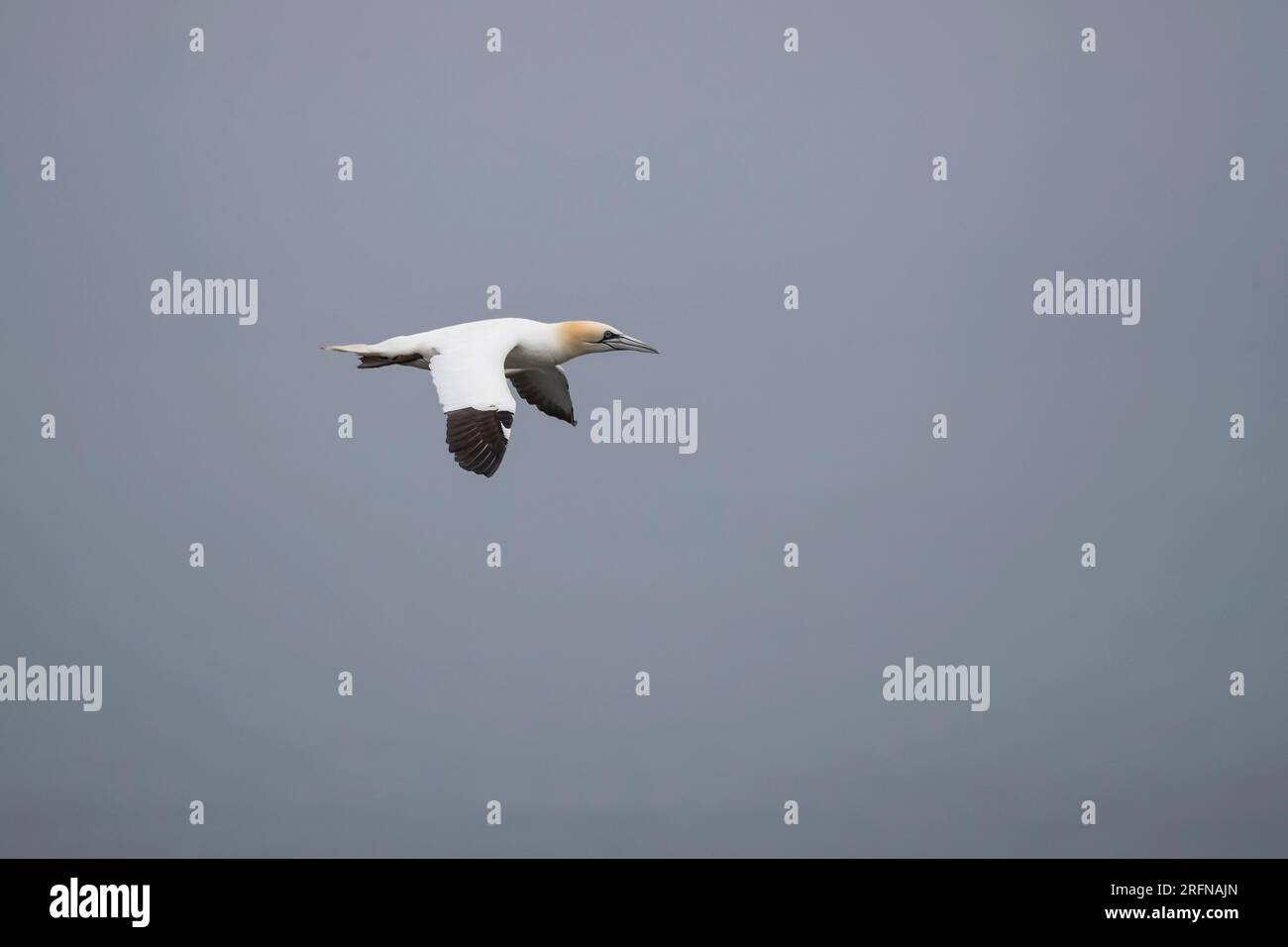 Single adulto Gannet Morus bassanus in volo in piano lungo le scogliere a strapiombo a RSPB Bempton nell'East Yorkshire Regno Unito Foto Stock
