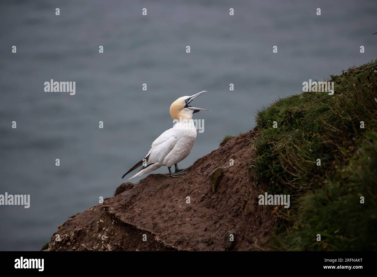 Un solo adulto Northern Gannet Morus bassanus in profilo con la sua banconota spalancata sul bordo delle Bempton Cliffs nell'East Yorkshire Foto Stock