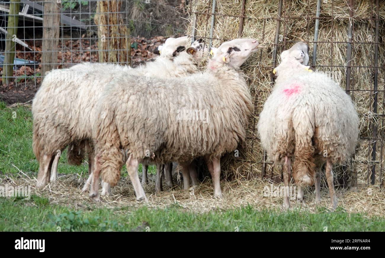 Tre pecore stanno mangiando da un pagliaio. La razza delle pecore è Landrace di Bentheim. Foto Stock