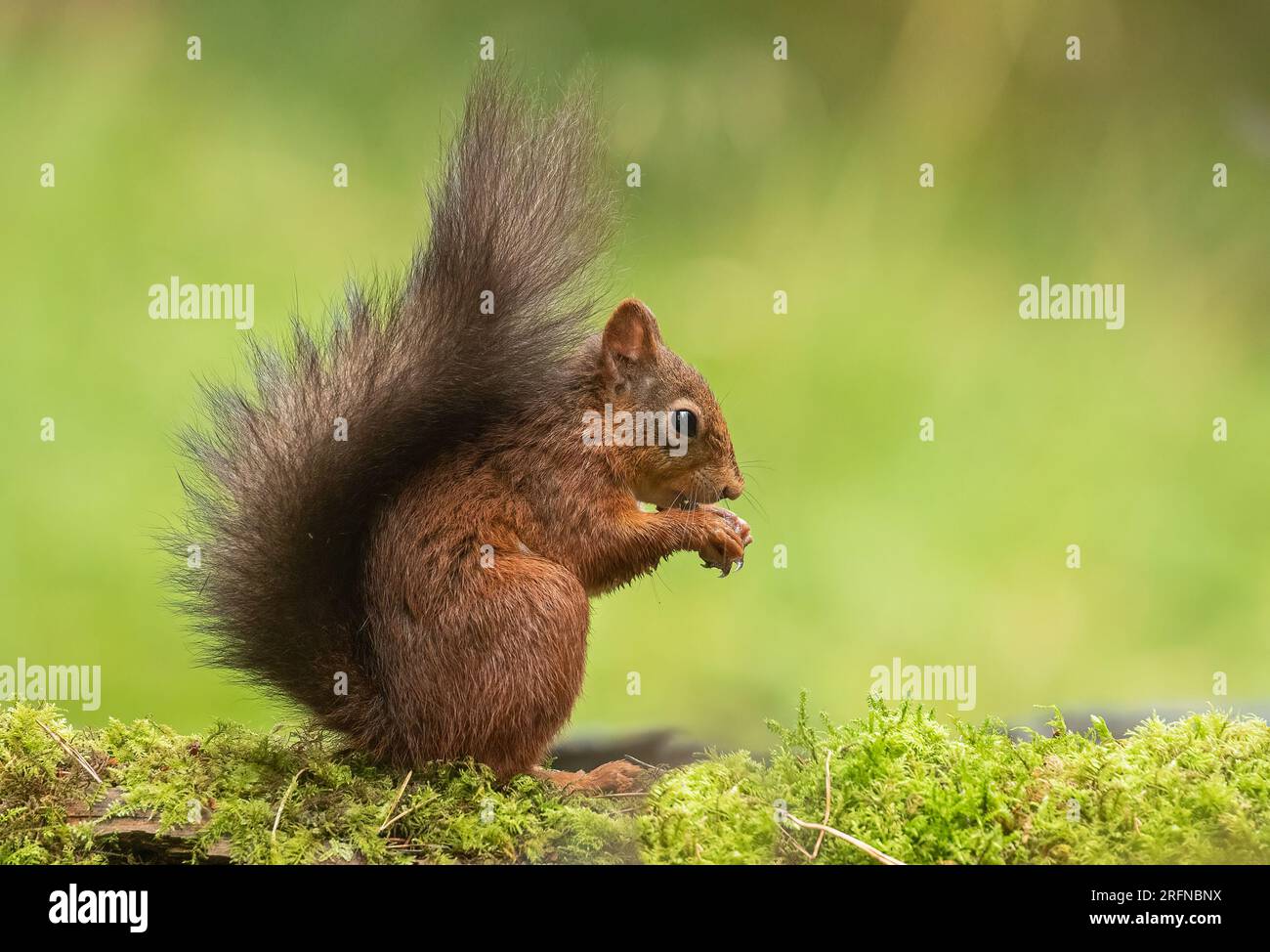 Primo piano di uno scoiattolo rosso ( Sciurus vulgaris ) su sfondo verde chiaro . Sta mangiando una noce su una banca di muschi . Yorkshire, Regno Unito. Foto Stock