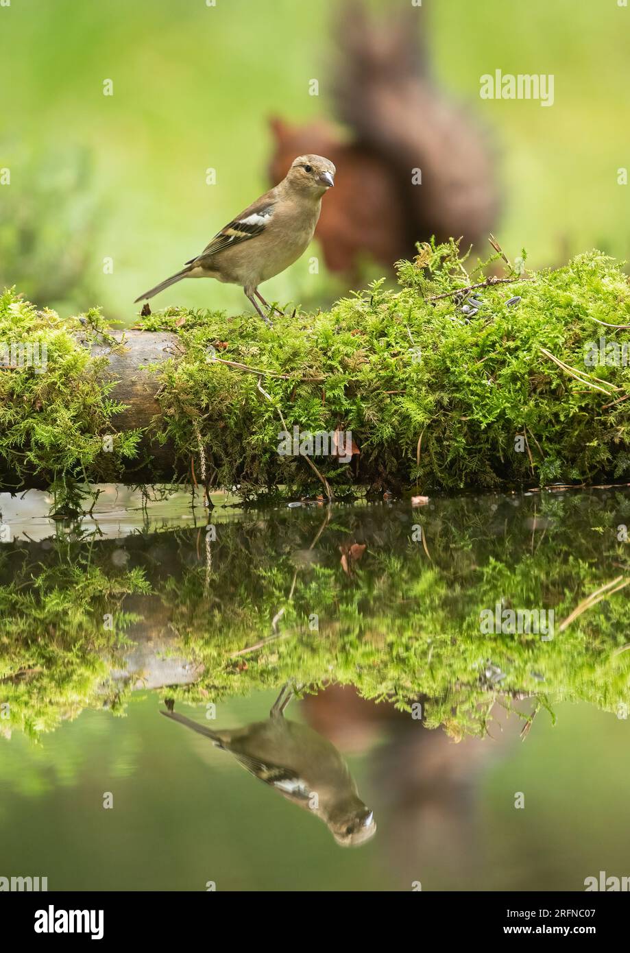 Al femminile Chaffinch (Fringilla coelebs) arroccato su un tronco di mosca che voleva un drink da un ruscello. Uno scoiattolo rosso sullo sfondo. Yorkshire, Regno Unito Foto Stock