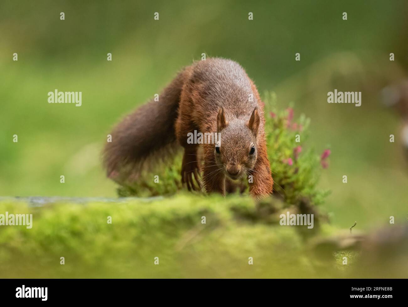 Primo piano di uno scoiattolo rosso ( Sciurus vulgaris ) su sfondo verde chiaro . Correndo lungo una banca con muschio e heather. Yorkshire, Regno Unito. Foto Stock