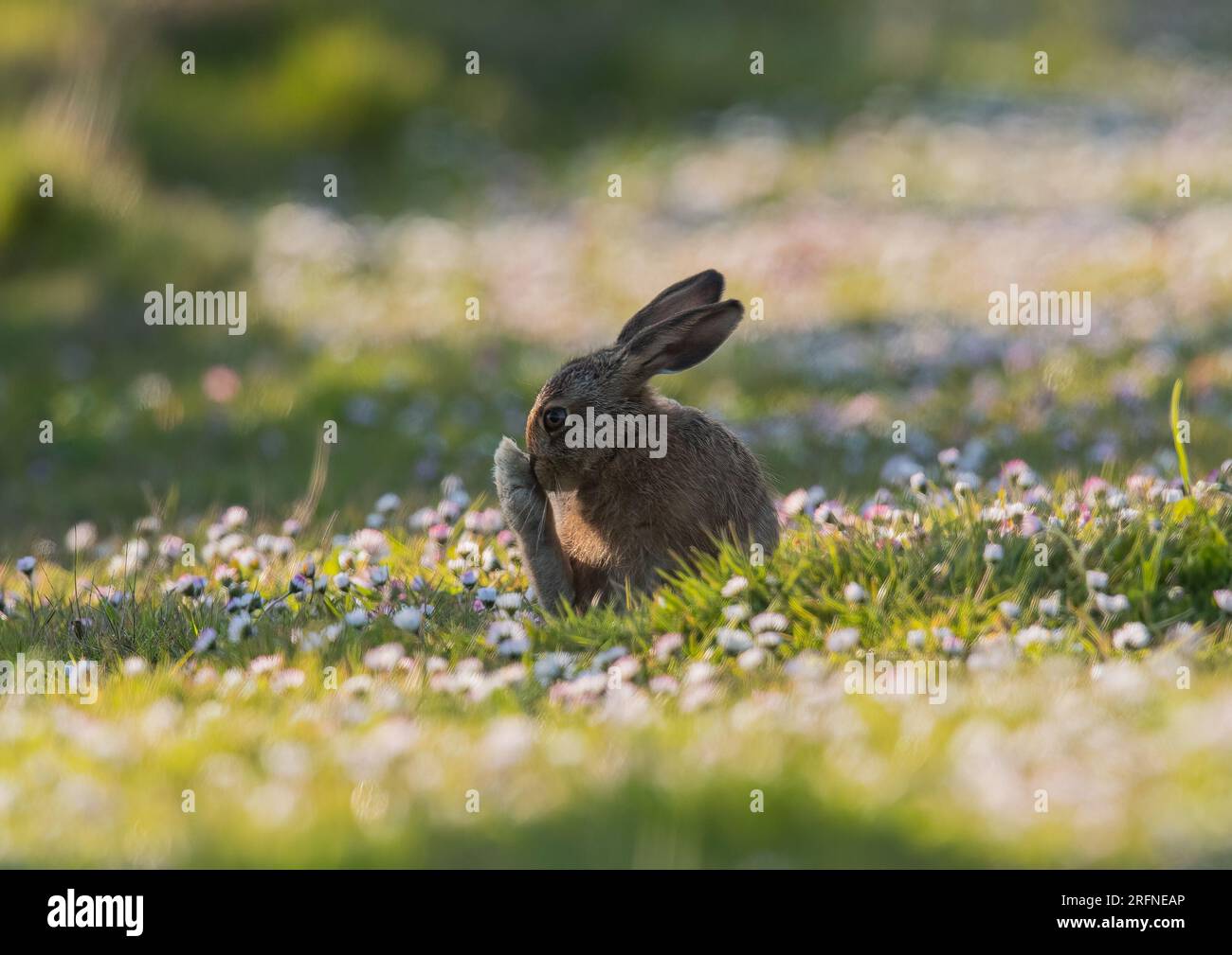 Piede grosso. Un giovane Leveret Brown Hare (Lepus europaeus) seduto tra le margherite mentre puliva e lavava il suo piede enorme. Suffolk, Regno Unito. Foto Stock