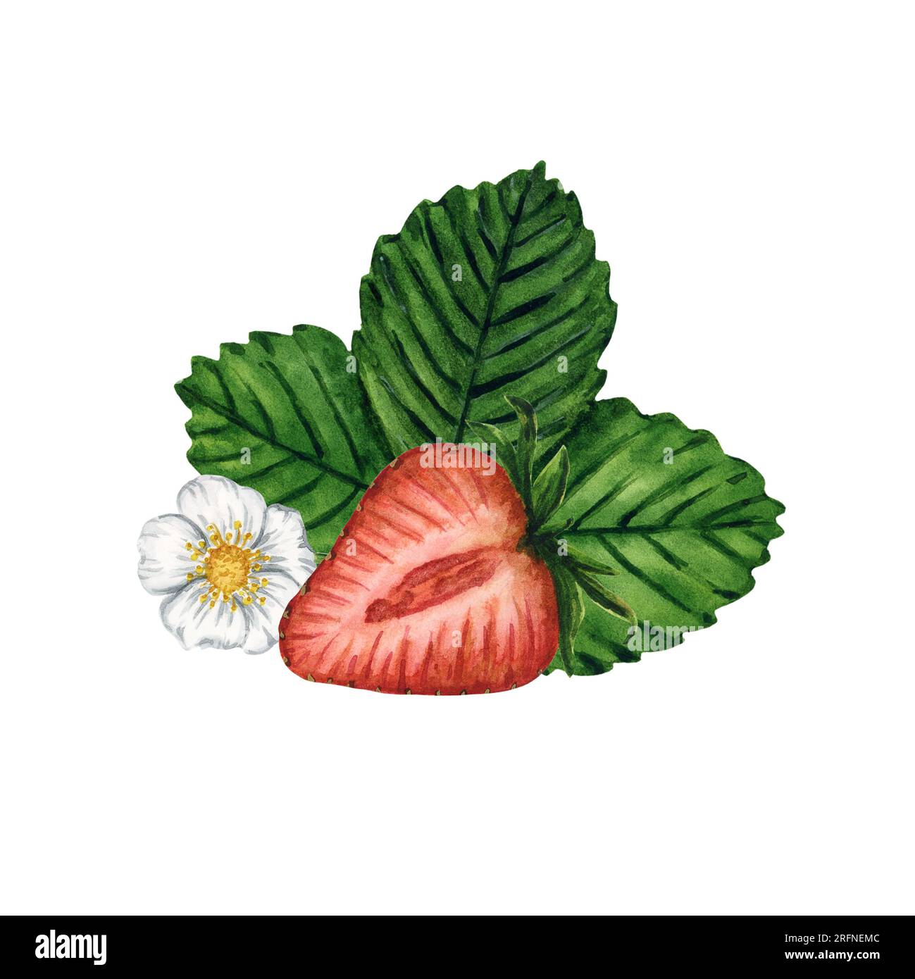 Metà di fragole mature e succose con foglie verdi e fiore in fiore isolato su sfondo bianco, illustrazione di bacche ad acquerello disegnate a mano. Foto Stock