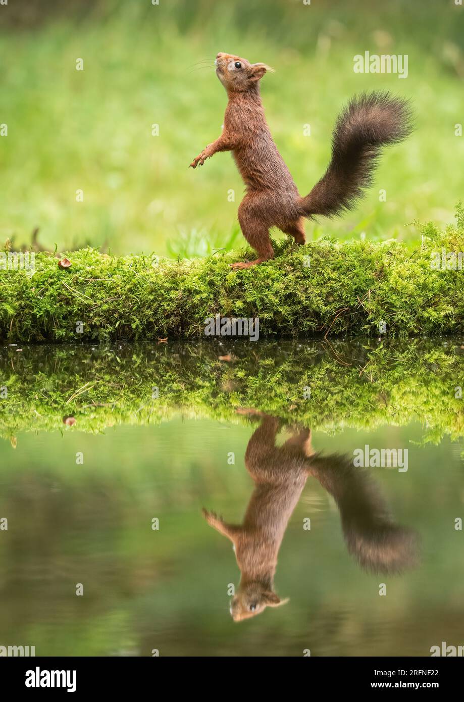 Una foto unica di uno scoiattolo rosso (Sciuris vulgaris) in posizione eretta con la sua coda cespugliosa. Riflesso di un'immagine speculare nell'acqua sottostante. Yorkshire, Regno Unito Foto Stock