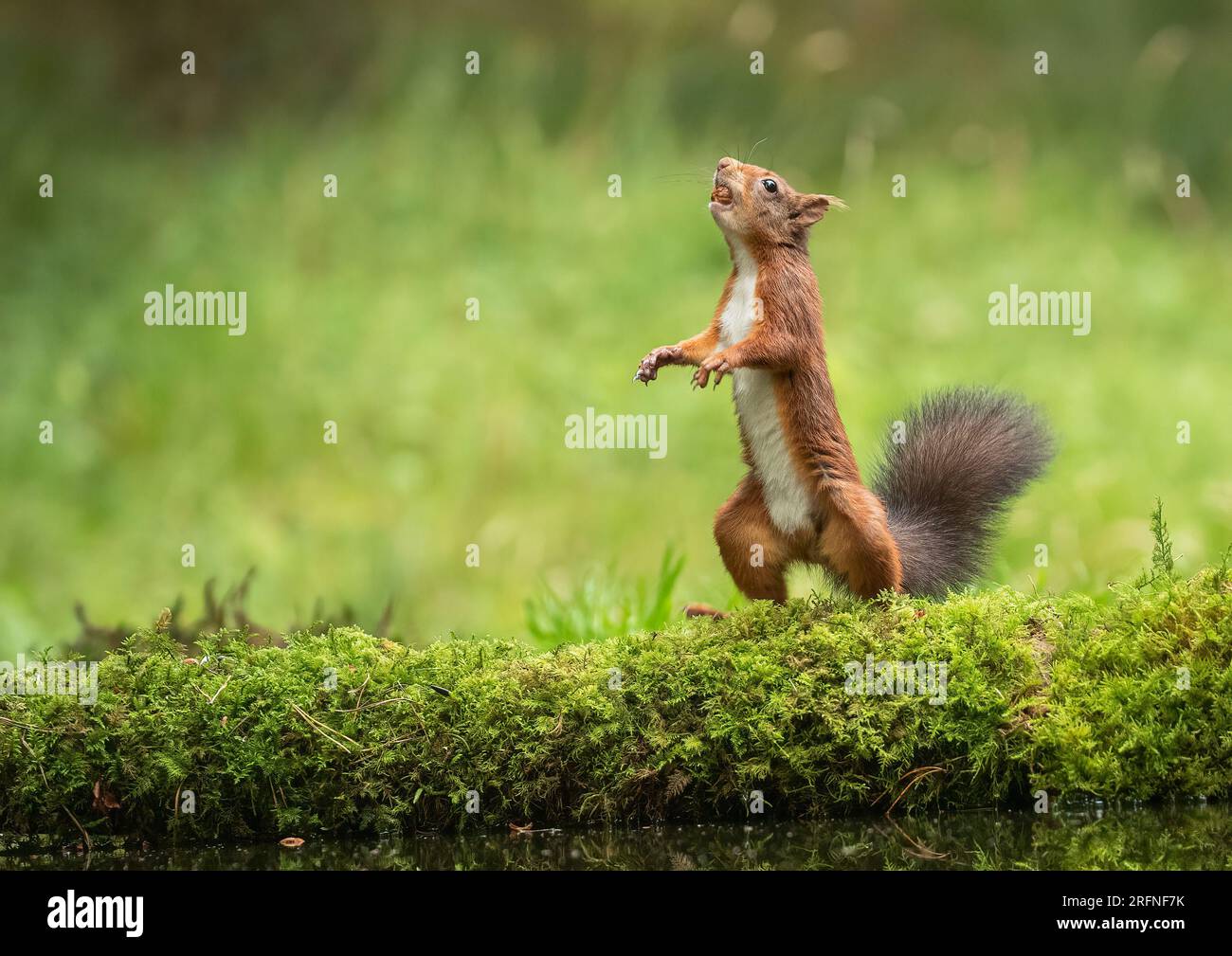 Una foto unica di uno scoiattolo rosso (Sciuris vulgaris) in posizione eretta con le zampe fuori. Balla sul muschio pronto a saltare nell'albero. Yorkshire, Regno Unito Foto Stock