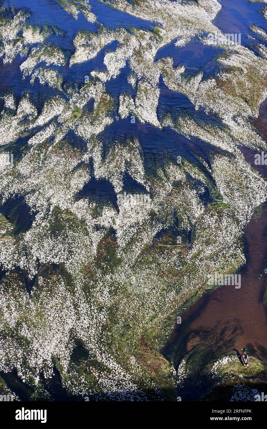 Canard sauvage sur la rivière fleurie. Il est où? Foto Stock