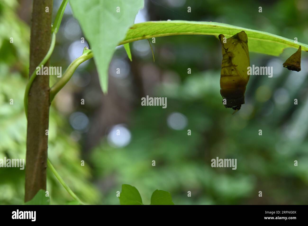 Una crisalis morta e viziata di una farfalla Tailed Green Jay è appesa sotto una foglia, vedendo attraverso le foglie Foto Stock