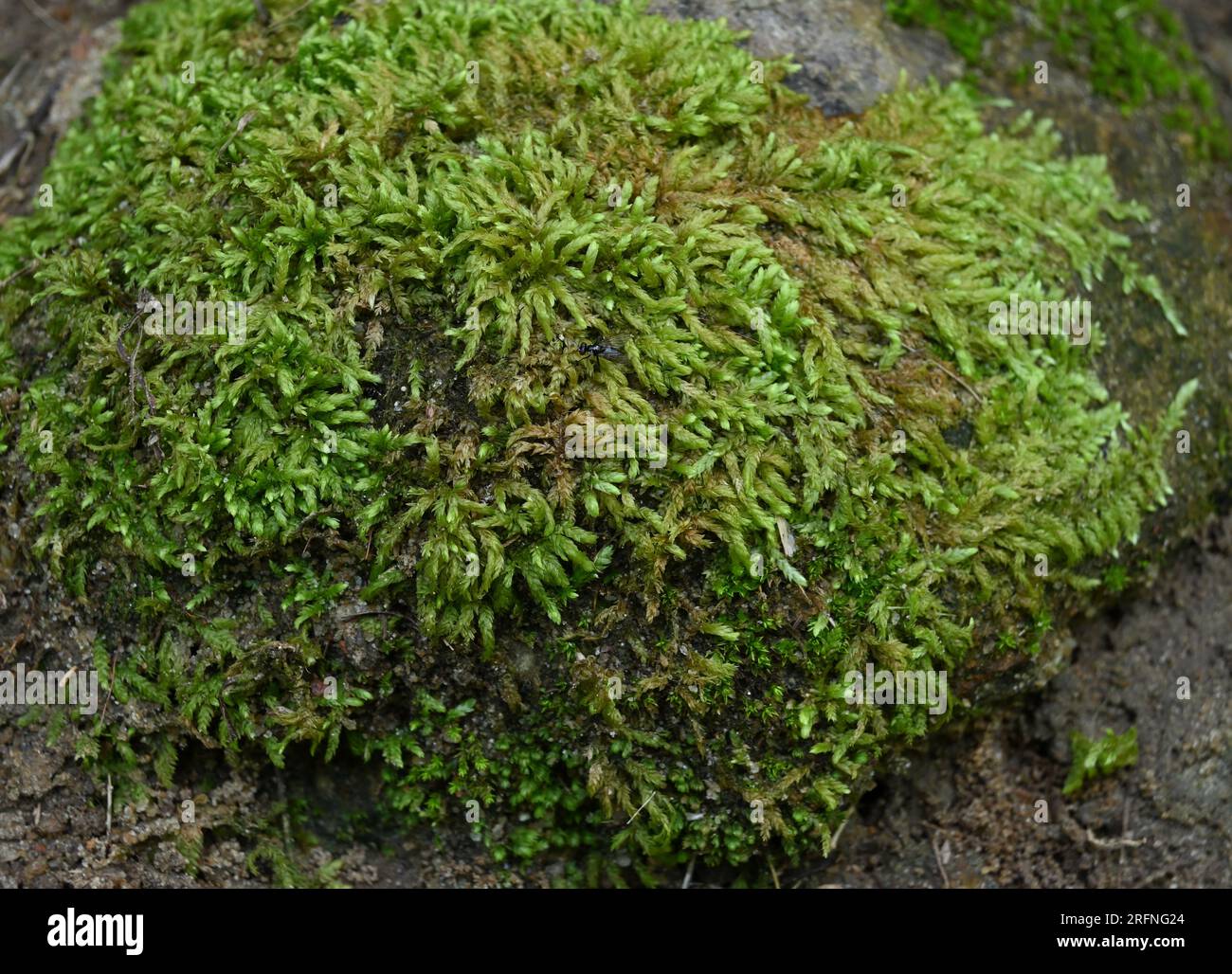 Splendida vista ad alto angolo dei Moss che crescono sulla superficie di una roccia con una piccola mosca seduta sopra il muschio Foto Stock