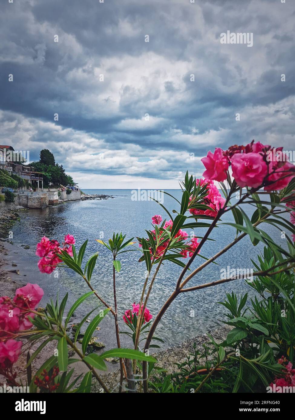 Fiori rosa di Nerium Oleander sulla costa bulgara con vista sul Mar Nero. La città vecchia di Nessebar, regione di Burgas, Bulgaria Foto Stock