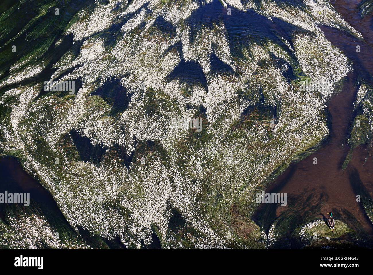 Canard sauvage sur la rivière fleurie. Il est où? Foto Stock