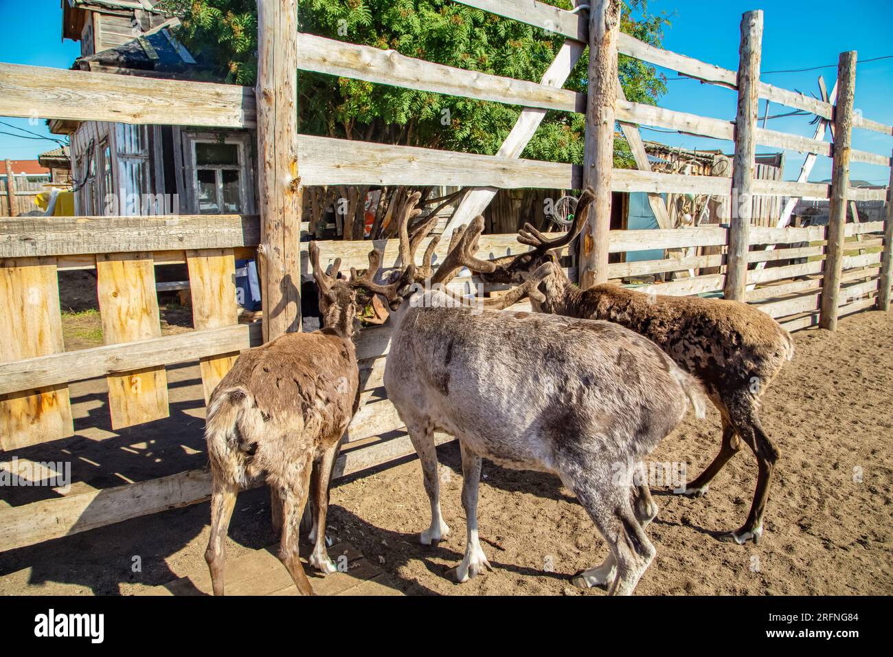 Renne nella fattoria. Estate nel nord. Teriberka, regione di Murmansk, Russia - 19 luglio 2023. Foto Stock