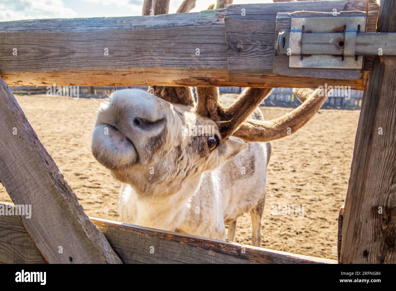 Renne nella fattoria. Estate nel nord. Teriberka, regione di Murmansk, Russia - 19 luglio 2023. Foto Stock
