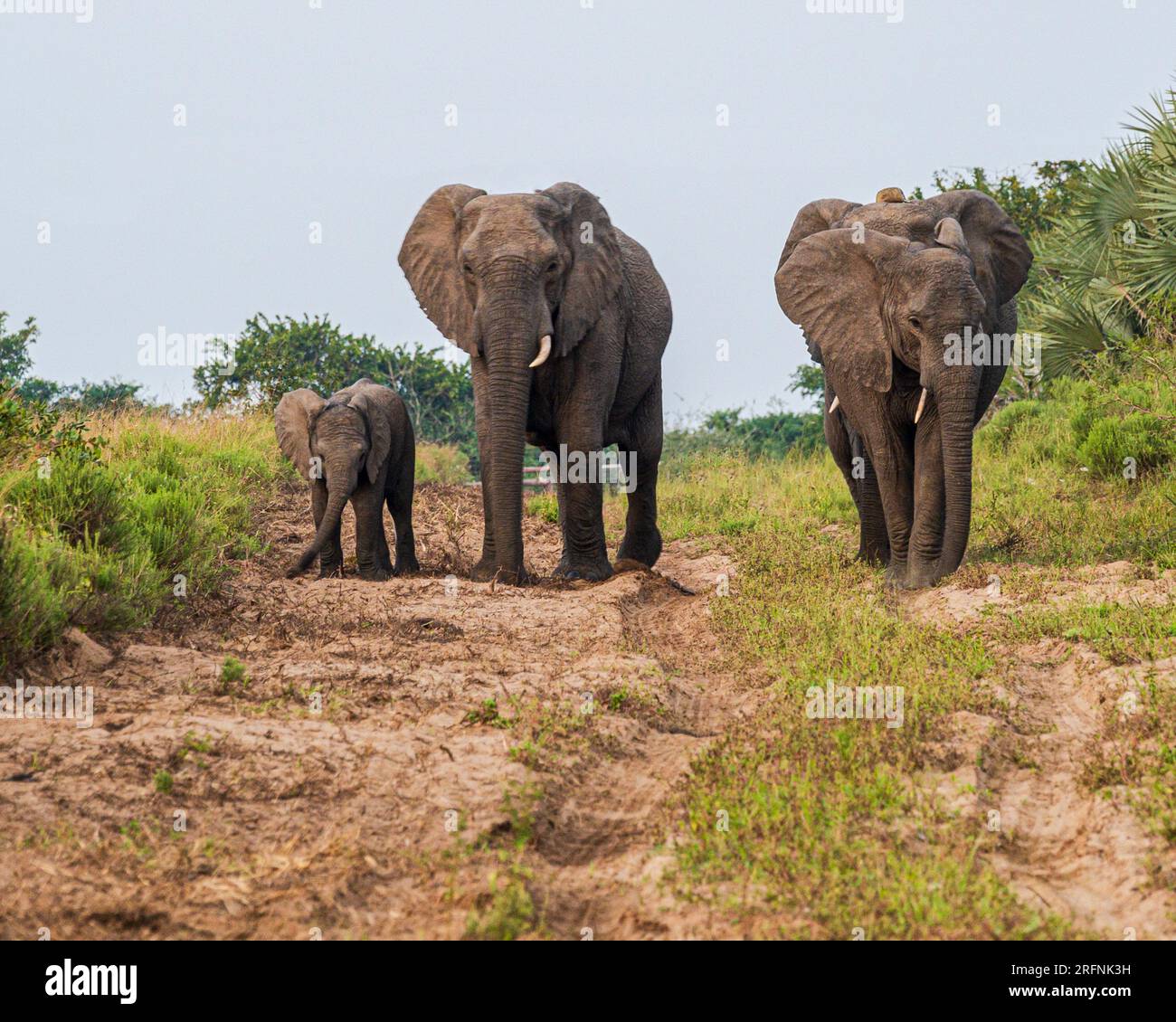 Phinda Game Reserve, Sudafrica — 2 maggio 2023. Foto di un bambino elefante con due adulti. Foto Stock