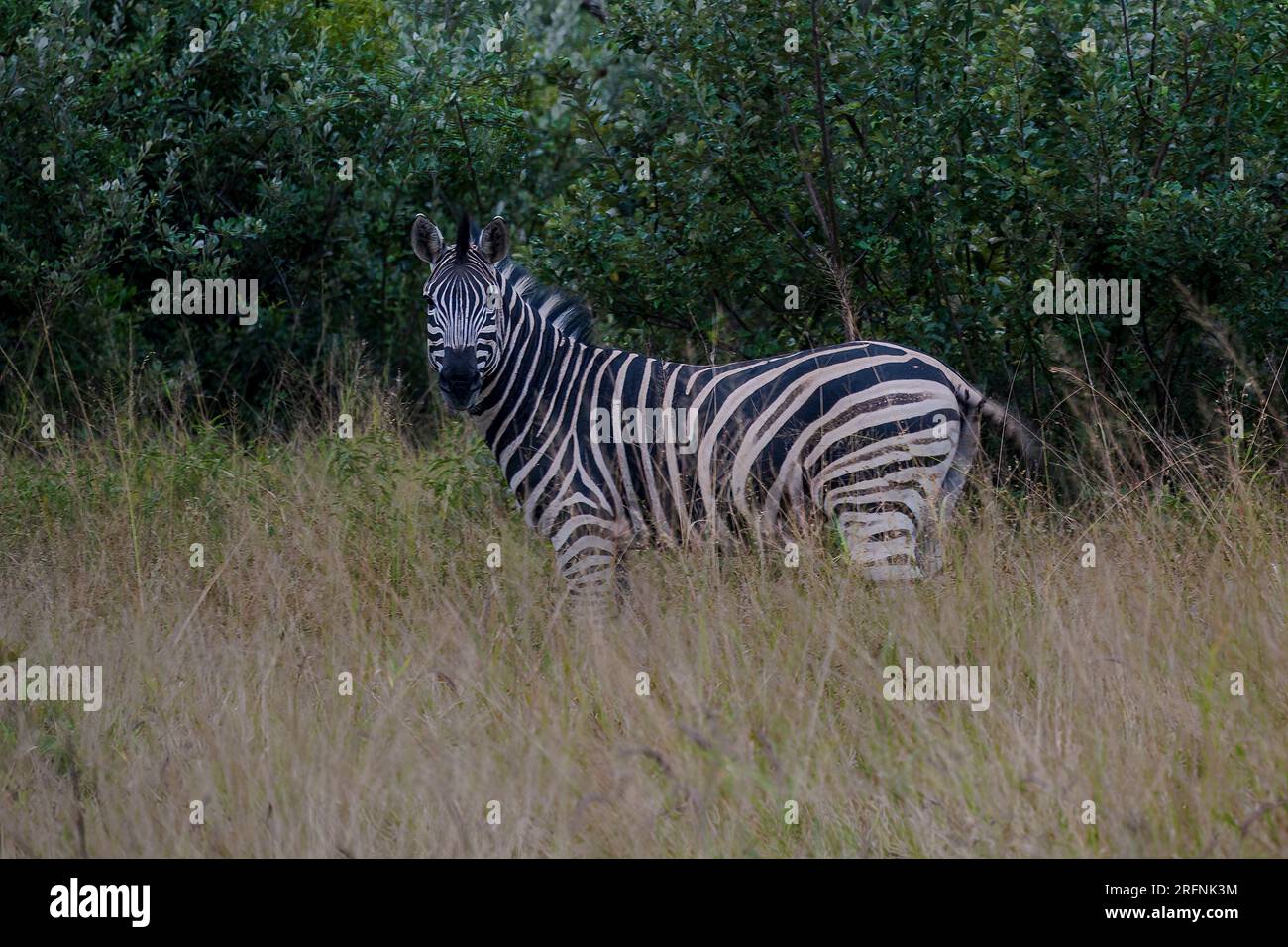 Phinda Game Reserve, Sudafrica — 2 maggio 2023. Un'immagine di una Zebra nella giungla. Foto Stock