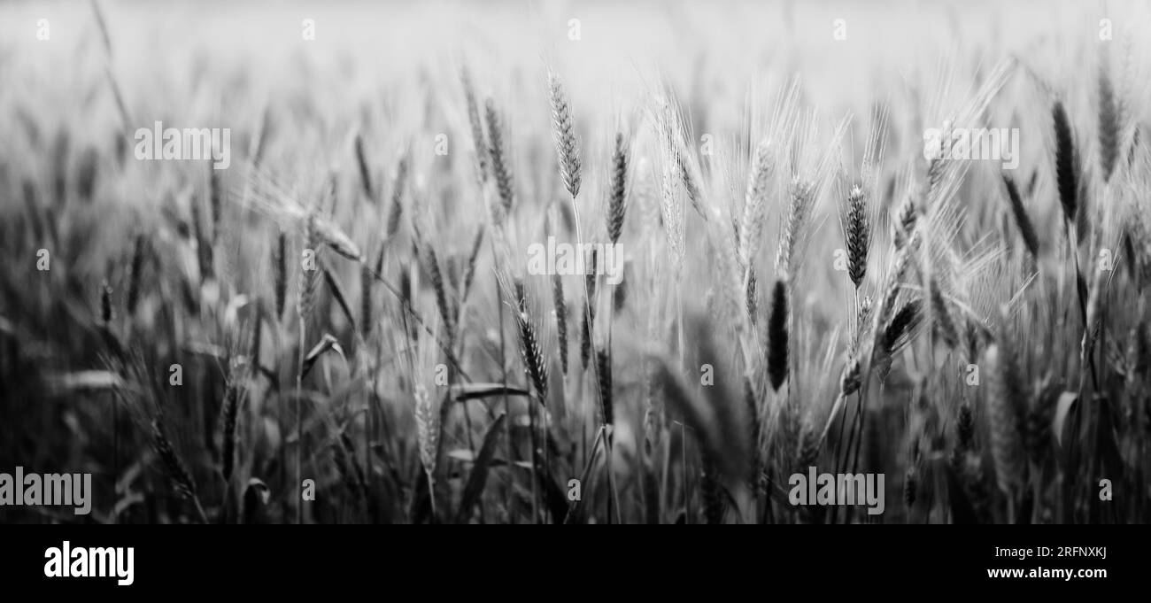 In questa fotografia in bianco e nero, in un campo si ergono steli di segale in crescita. L'abbondanza di colture agricole, che simboleggia l'importanza della fa Foto Stock