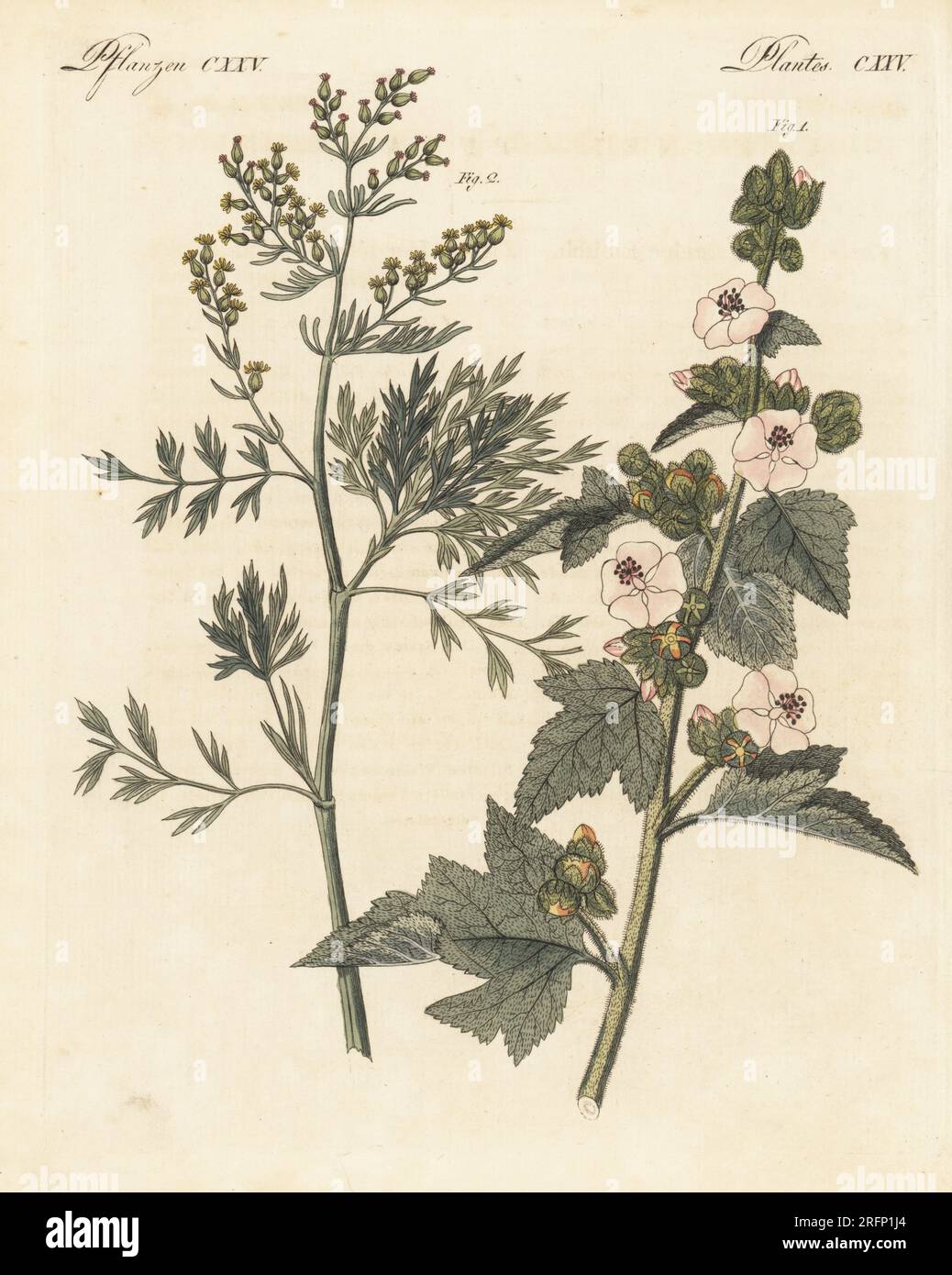 Mallow palustre, Althaea officinalis 1, e legno d'acino, Artemisia judaica 2. Piante medicinali. Le botaniche furono disegnate da Henriette e Conrad Westermayr, F. Götz e C. Ermer. Incisione in copperplate a mano da Carl Bertuch's Bilderbuch fur Kinder (Picture Book for Children), Weimar, 1810. Un'enciclopedia in 12 volumi per bambini illustrata con quasi 1.200 tavole incise su storia naturale, scienza, costume, mitologia, ecc., pubblicato dal 1790-1830. Foto Stock