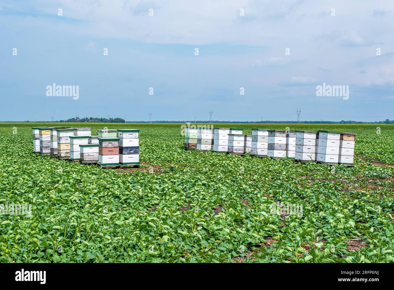 Scatole di api circondate da campi di canola nella campagna di Manitoba Canada. Le api sono importanti per l'industria della canola, in quanto gli agricoltori si affidano alle api per impollinarle Foto Stock