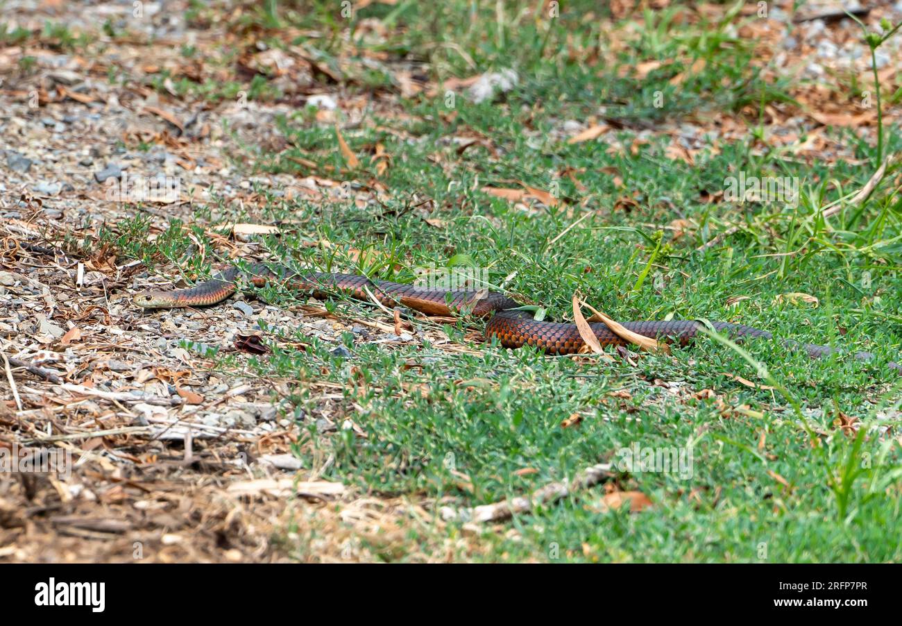 Serpente di testa di copperhead di pianura (Austrelaps superbus), trovato in parti più fresche dell'Australia: Sud-orientale dell'Australia, sud Victoria, Tasmania Foto Stock