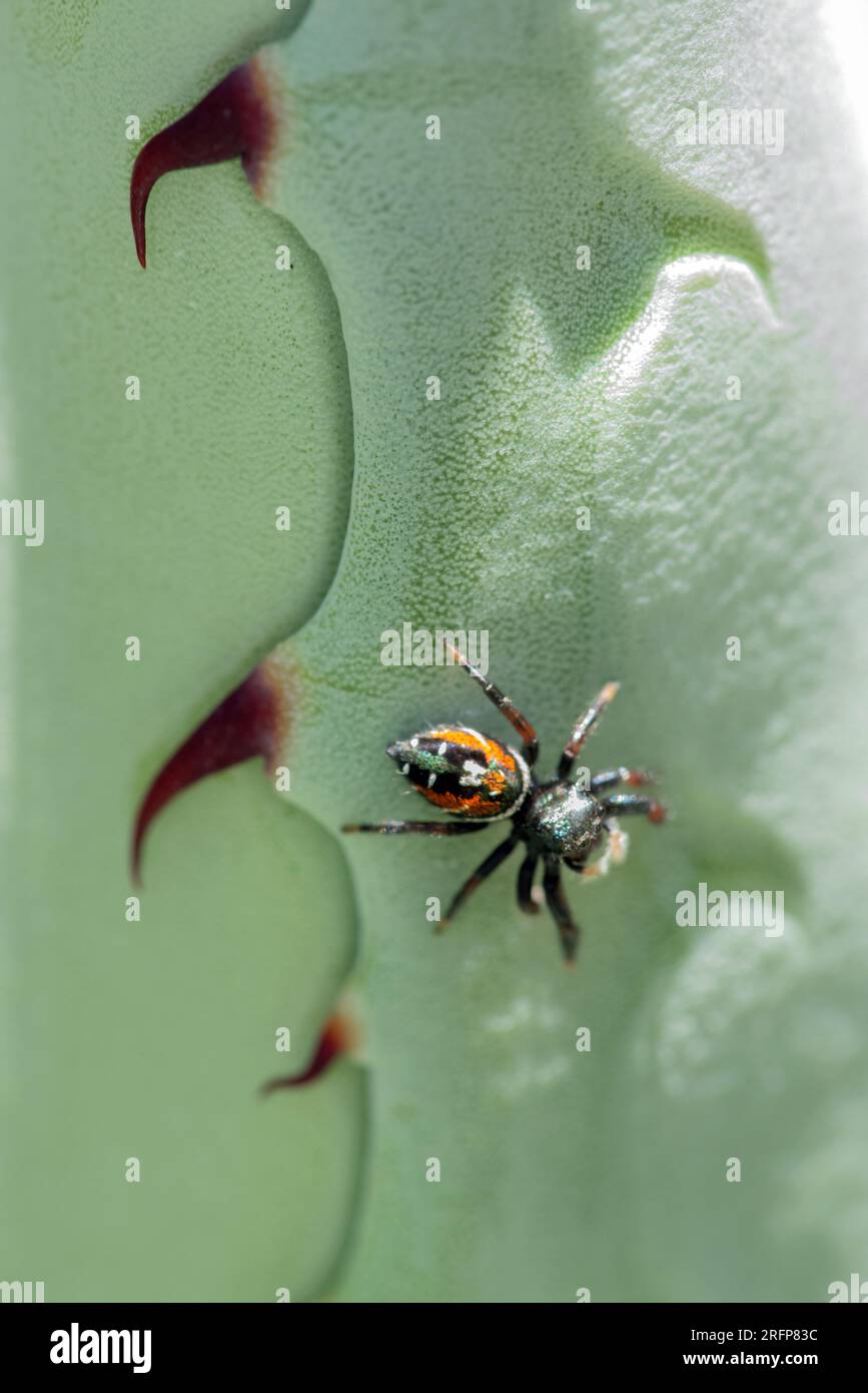 Johnson's Jumping Spider (Phidippus johnsoni) su agave Foto Stock