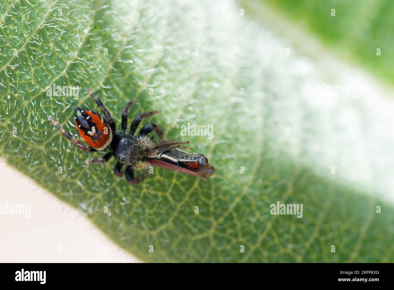 Johnson's Jumping Spider (Phidippus johnsoni) con preda Foto Stock