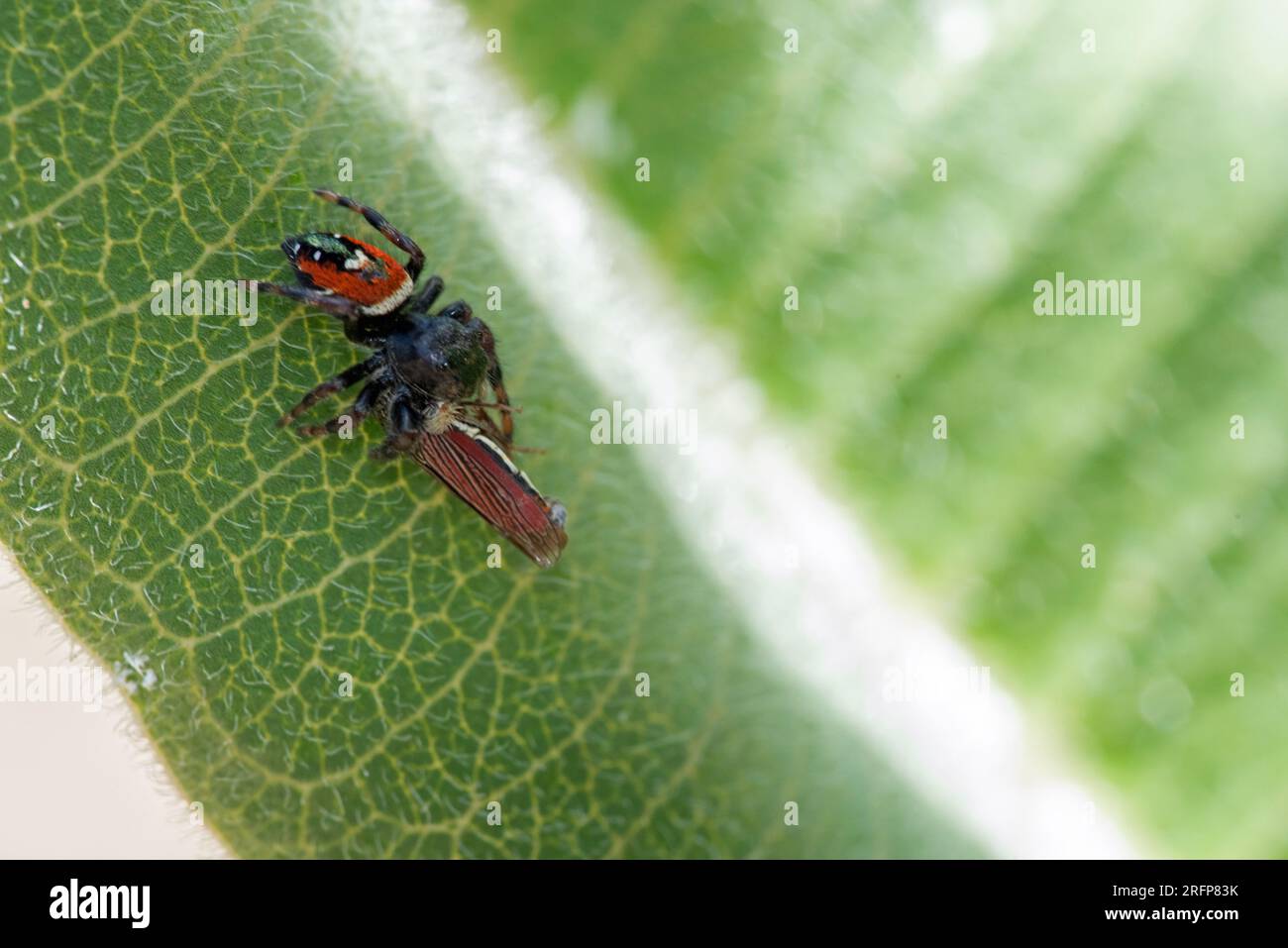 Johnson's Jumping Spider (Phidippus johnsoni) con preda Foto Stock