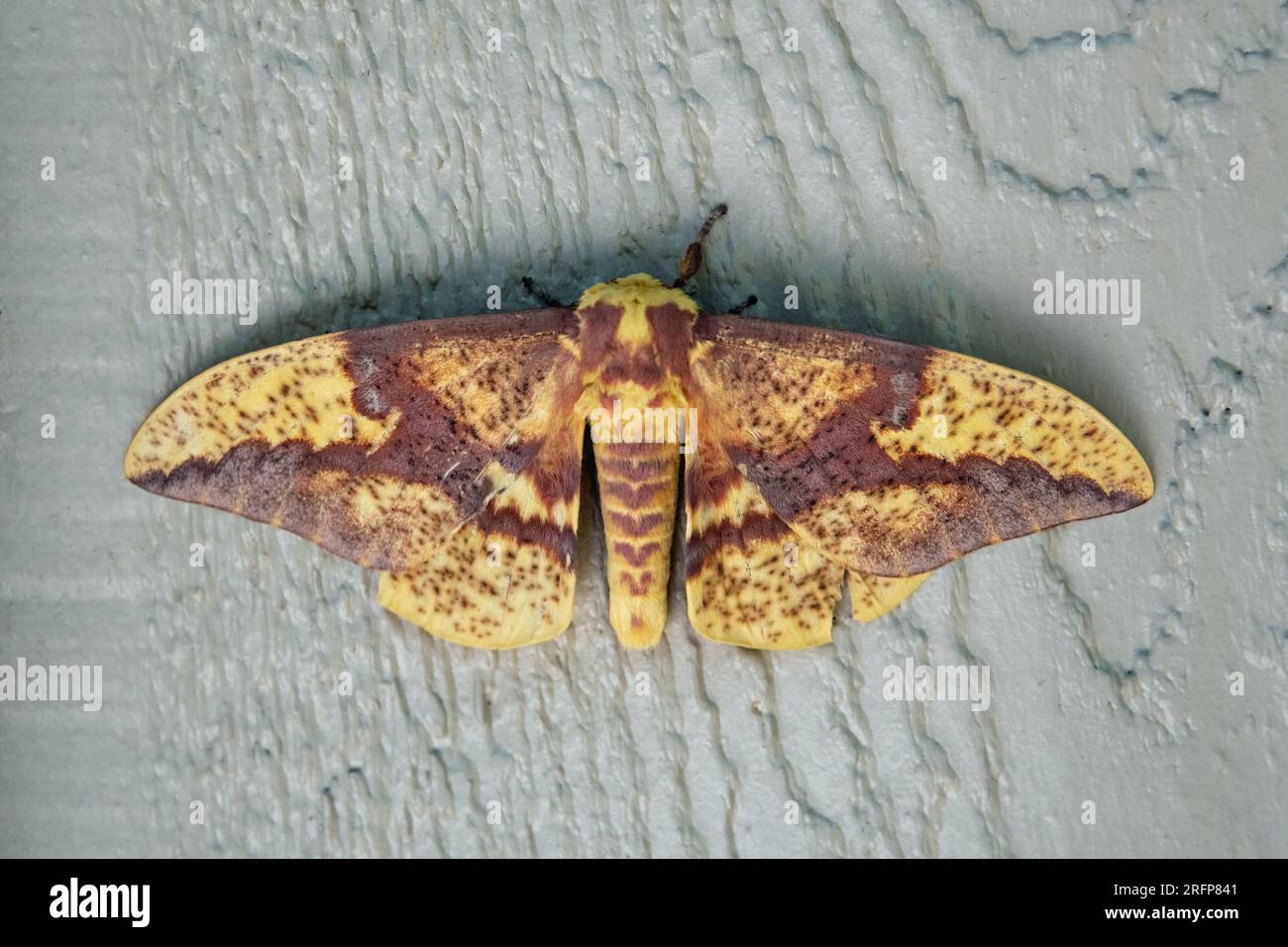 Imperial Moth (Eacles imperialis) Foto Stock
