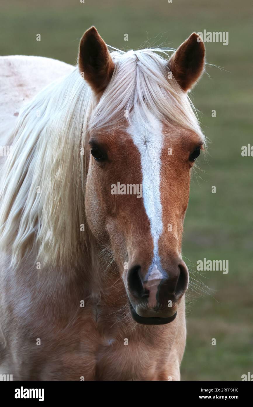 La bellezza della natura. Equestre, un cavallo abbronzato in un campo. Foto Stock