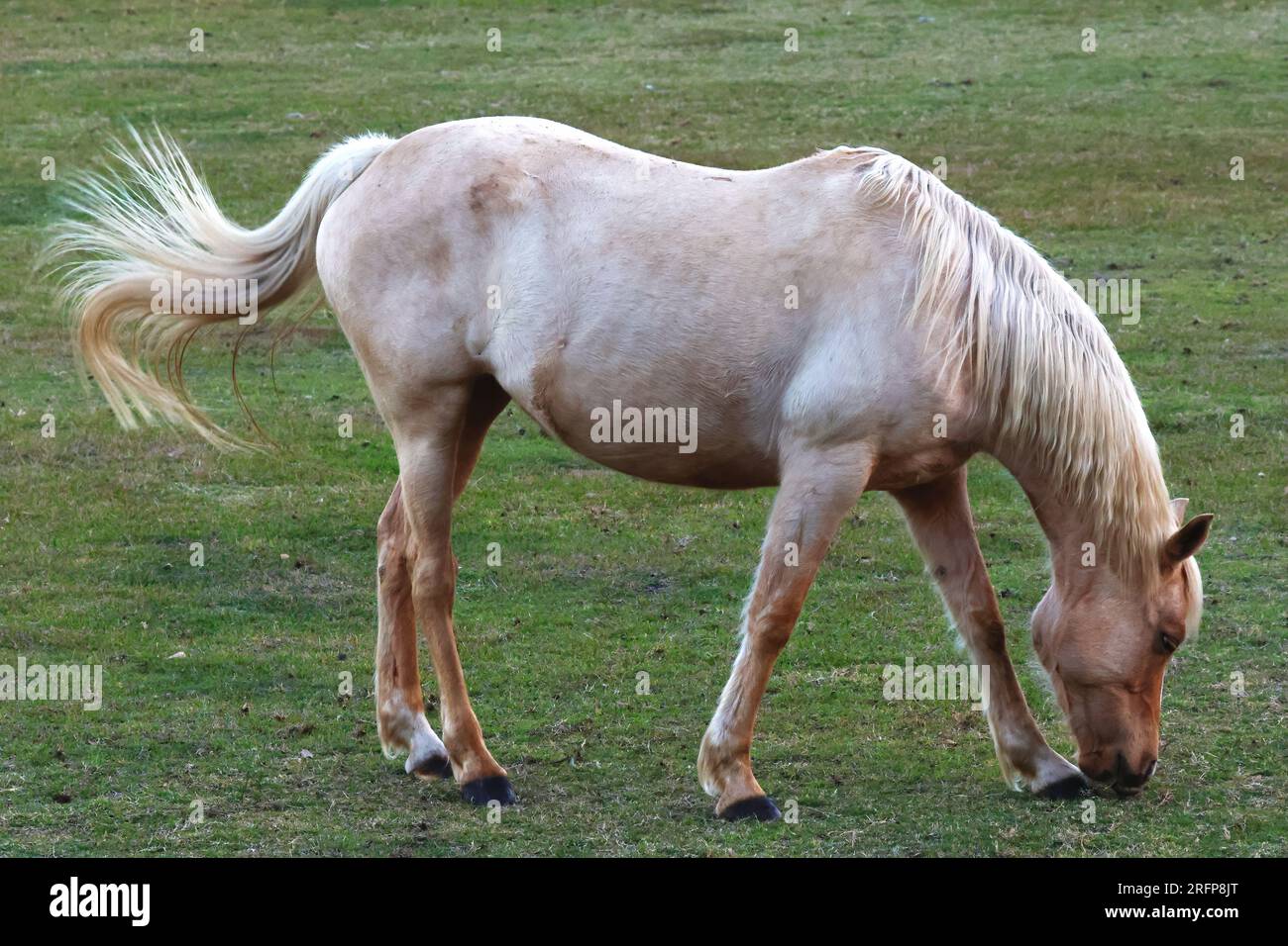 La bellezza della natura. Equestre, un cavallo abbronzato in un campo. Foto Stock
