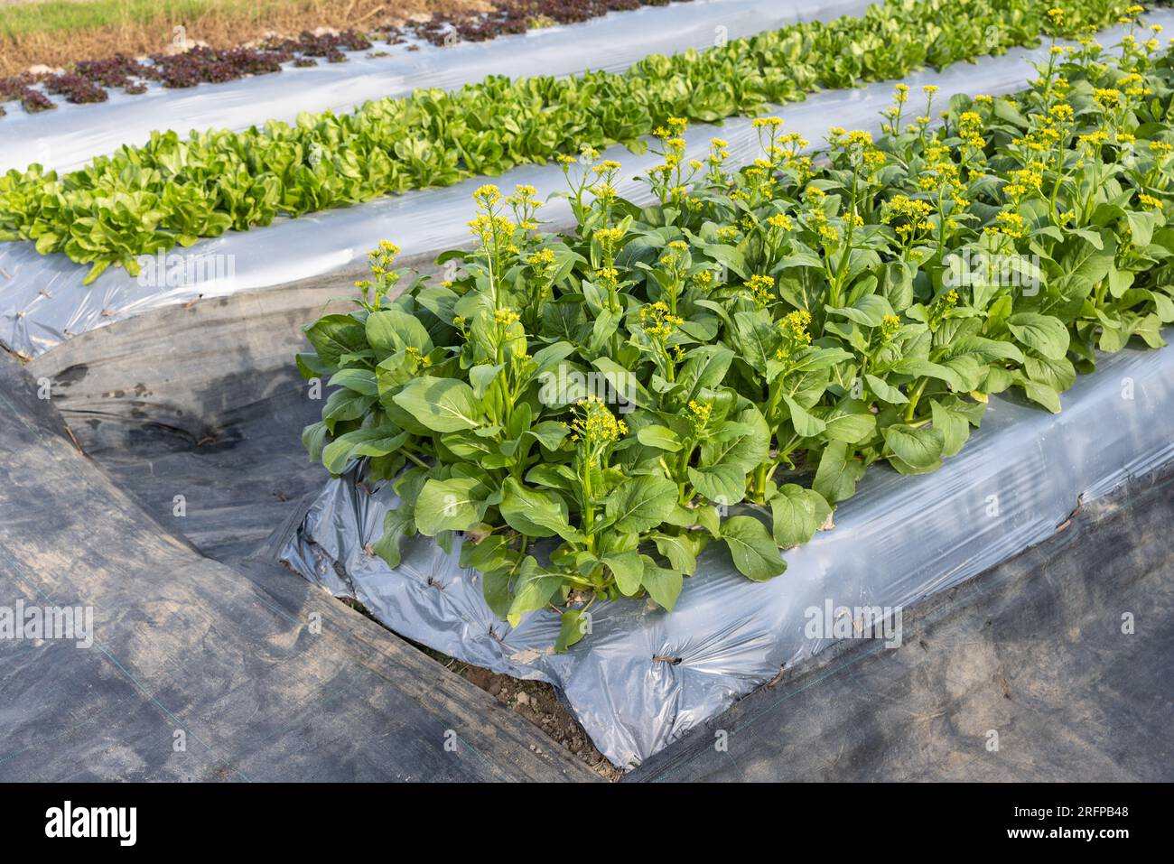 gli agricoltori utilizzano pellicole di plastica per il controllo delle erbacce in orto. Foto Stock