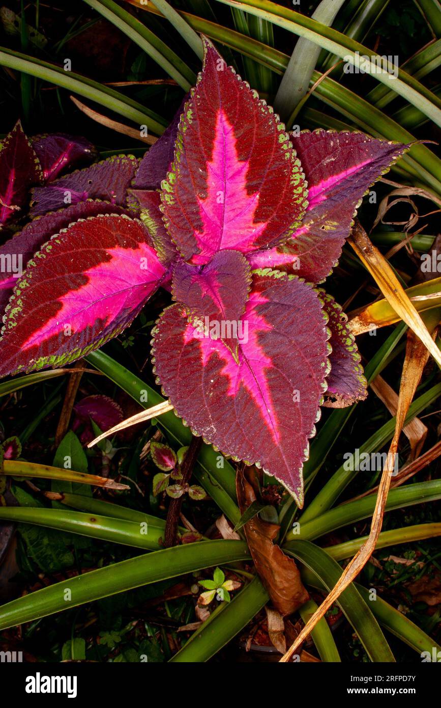 Coleus, Coleus scutellarioides, colorato, ornamentale, pianta da giardino, rosso, verde, annuale, coltivato, Malanda, Australia. Foto Stock