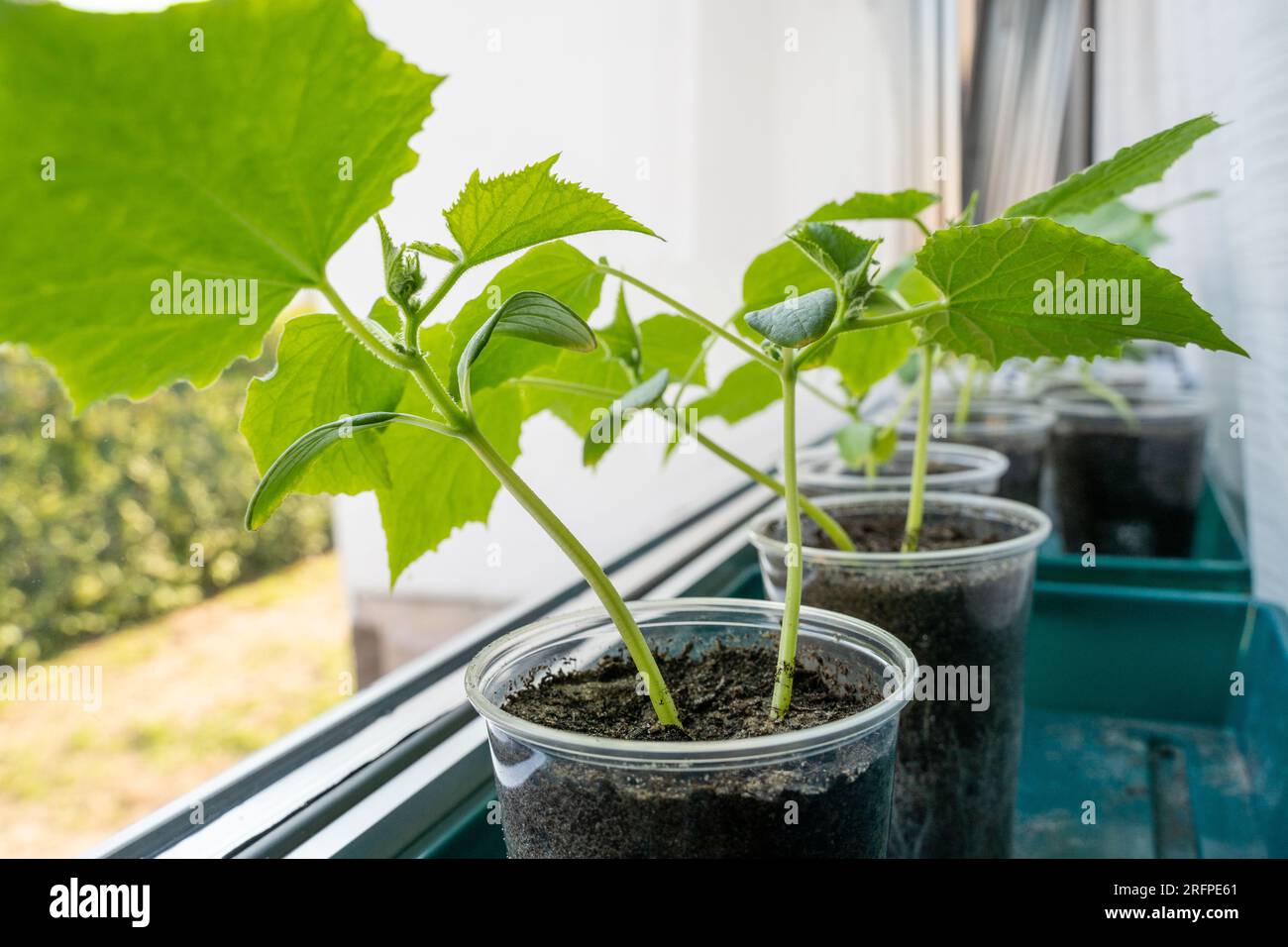 Giovani piante di cetriolo in pentole sul davanzale Foto Stock