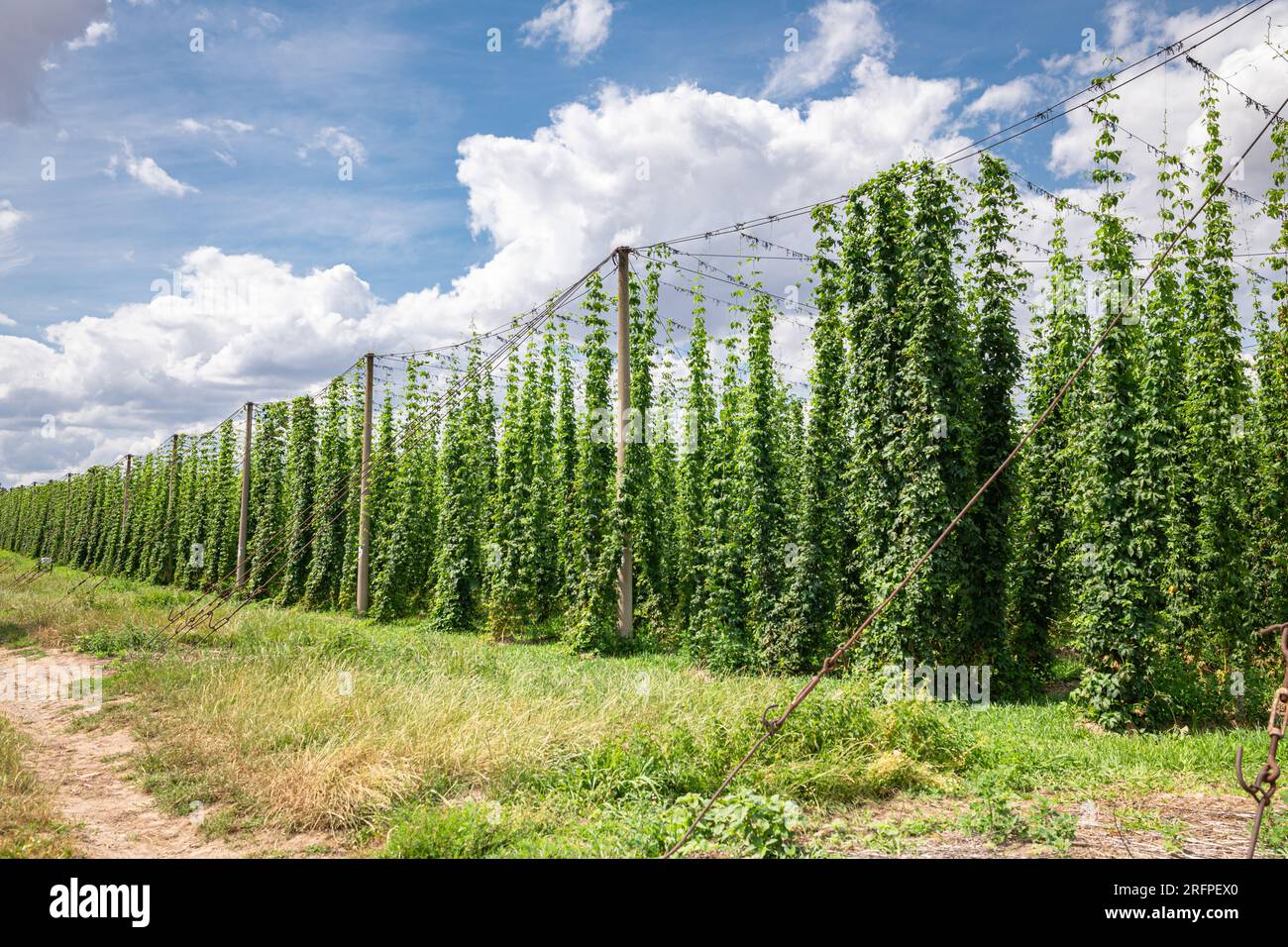 Coltivazione di piante di luppolo (Humulus lupulus) come ingrediente per la produzione di birra vicino alla città di Lautitz, nell'estremo est della Germania. Foto Stock