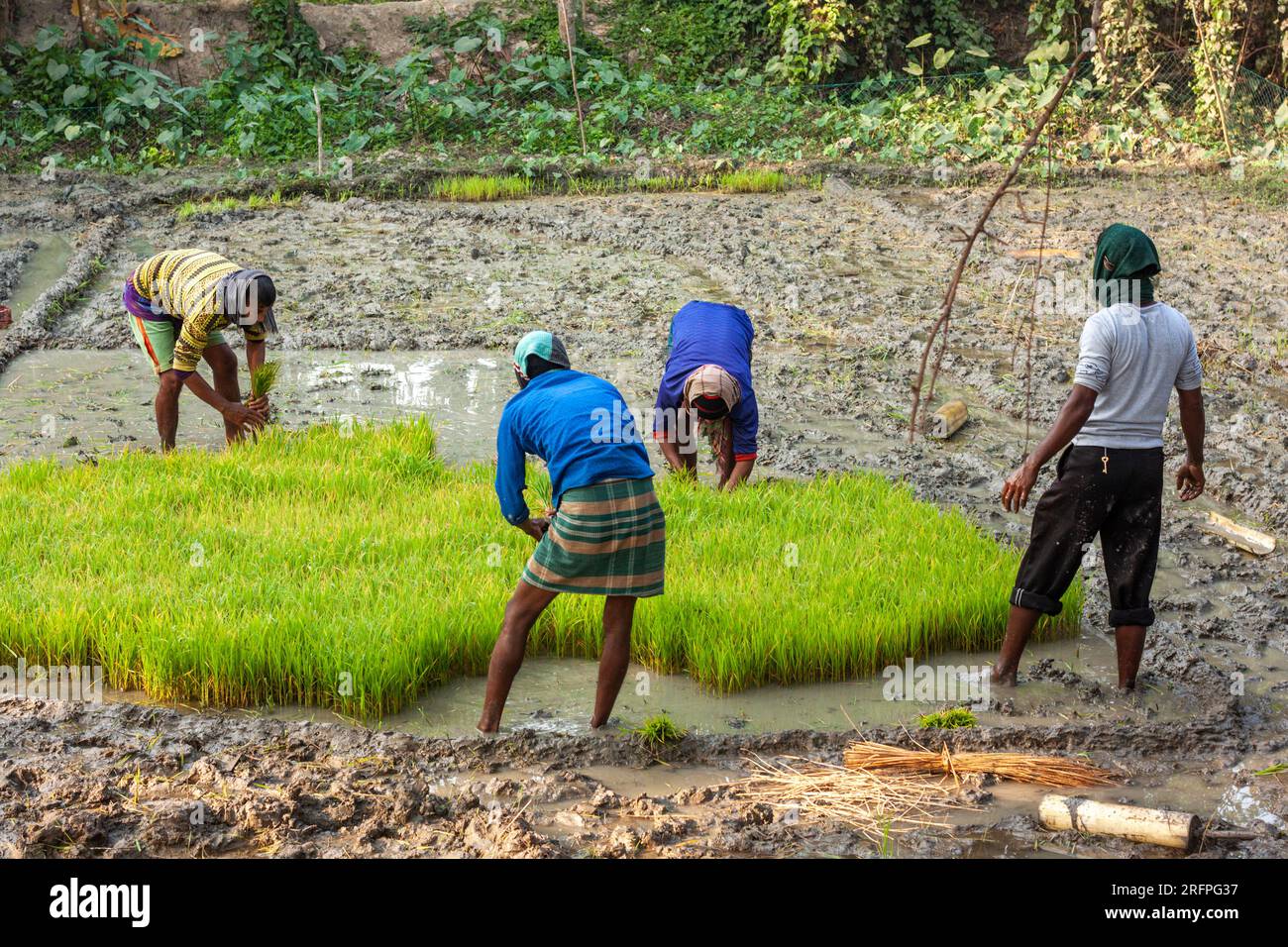 Alcuni contadini raccolgono piantine di risone dal letto di semi a Khulna, Bangladesh. Foto Stock