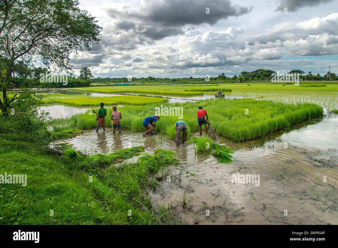 Alcuni contadini raccolgono piantine di risone dal letto di semi a Khulna, Bangladesh. Foto Stock