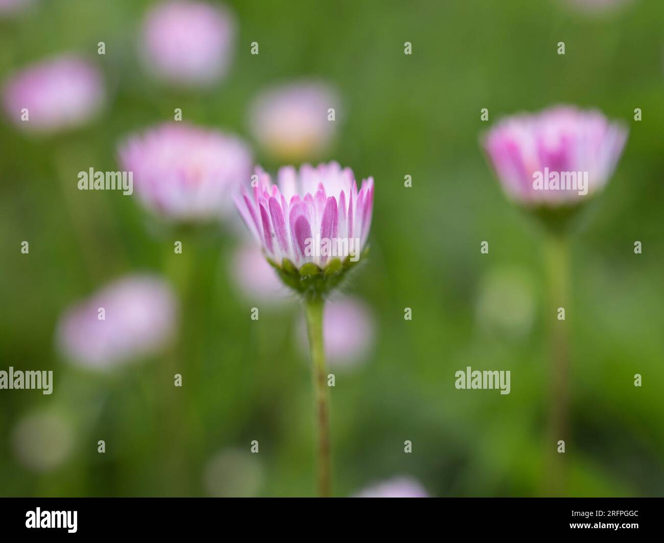 Fiori da vicino Foto Stock