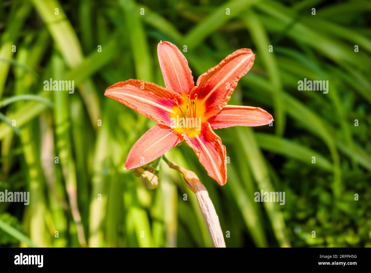 Primo piano di un giglio arancione che fiorisce all'aperto. Foto Stock