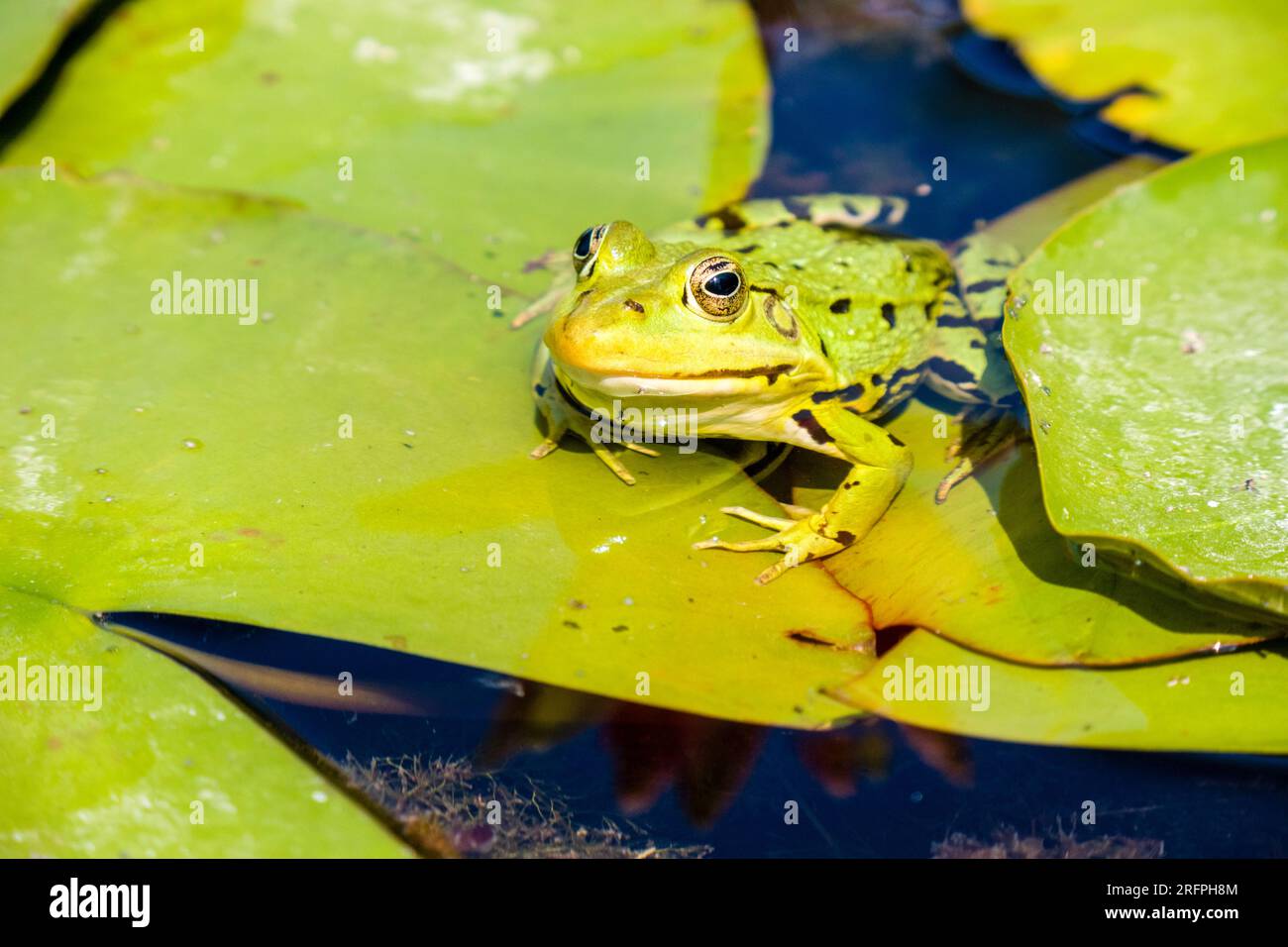 Una rana commestibile (Pelophylax esculentus) seduta sulla foglia di una ninfea bianca (Nymphaea alba). Foto Stock