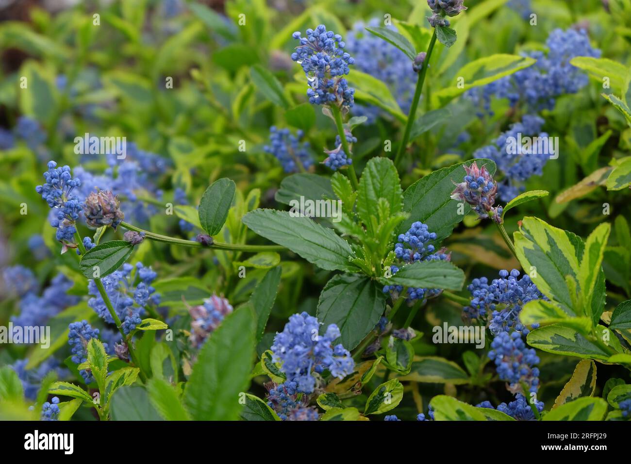 Fiore blu Foto Stock