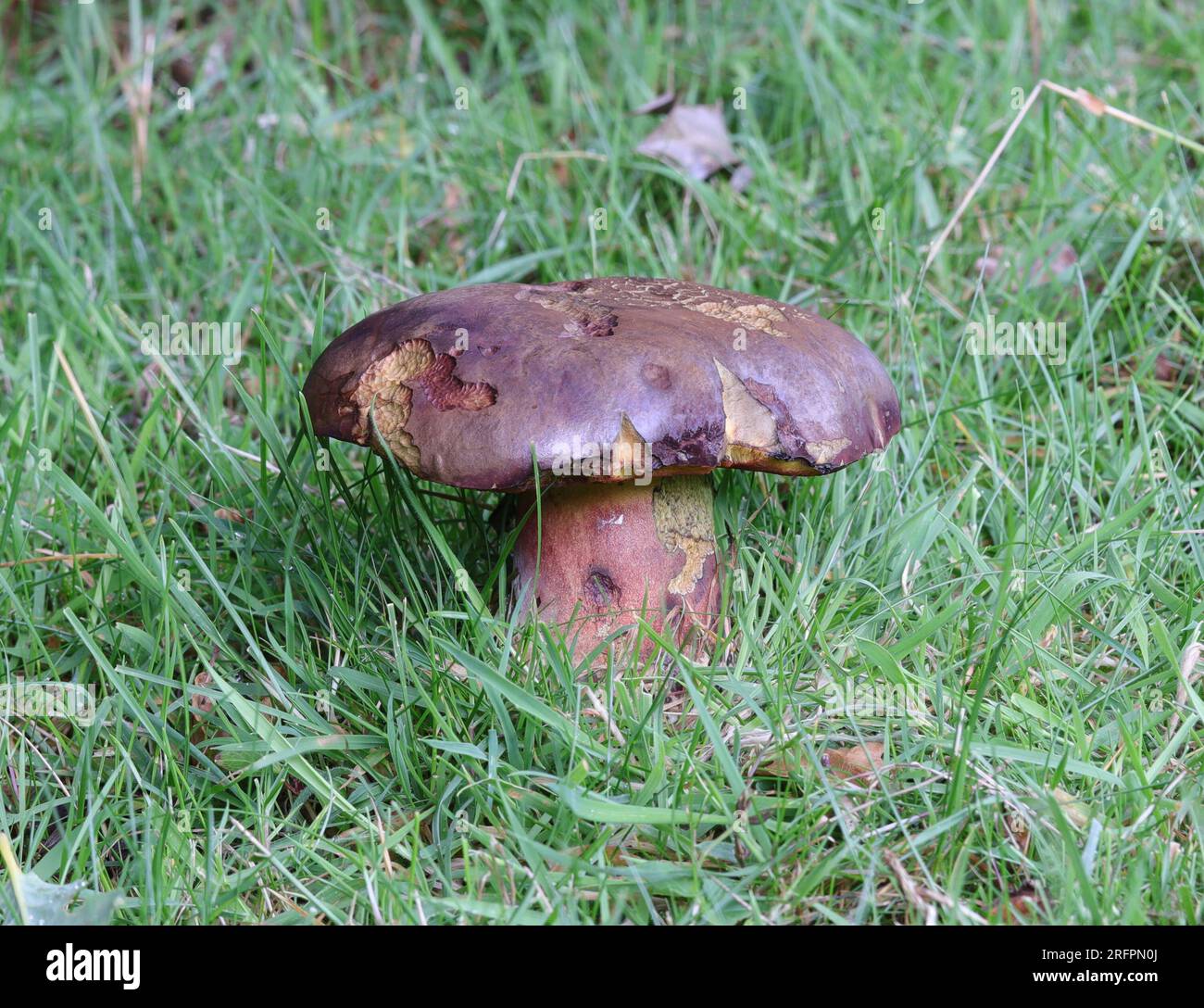 Scarletina Bolete - Neoboletus praestigiator Foto Stock