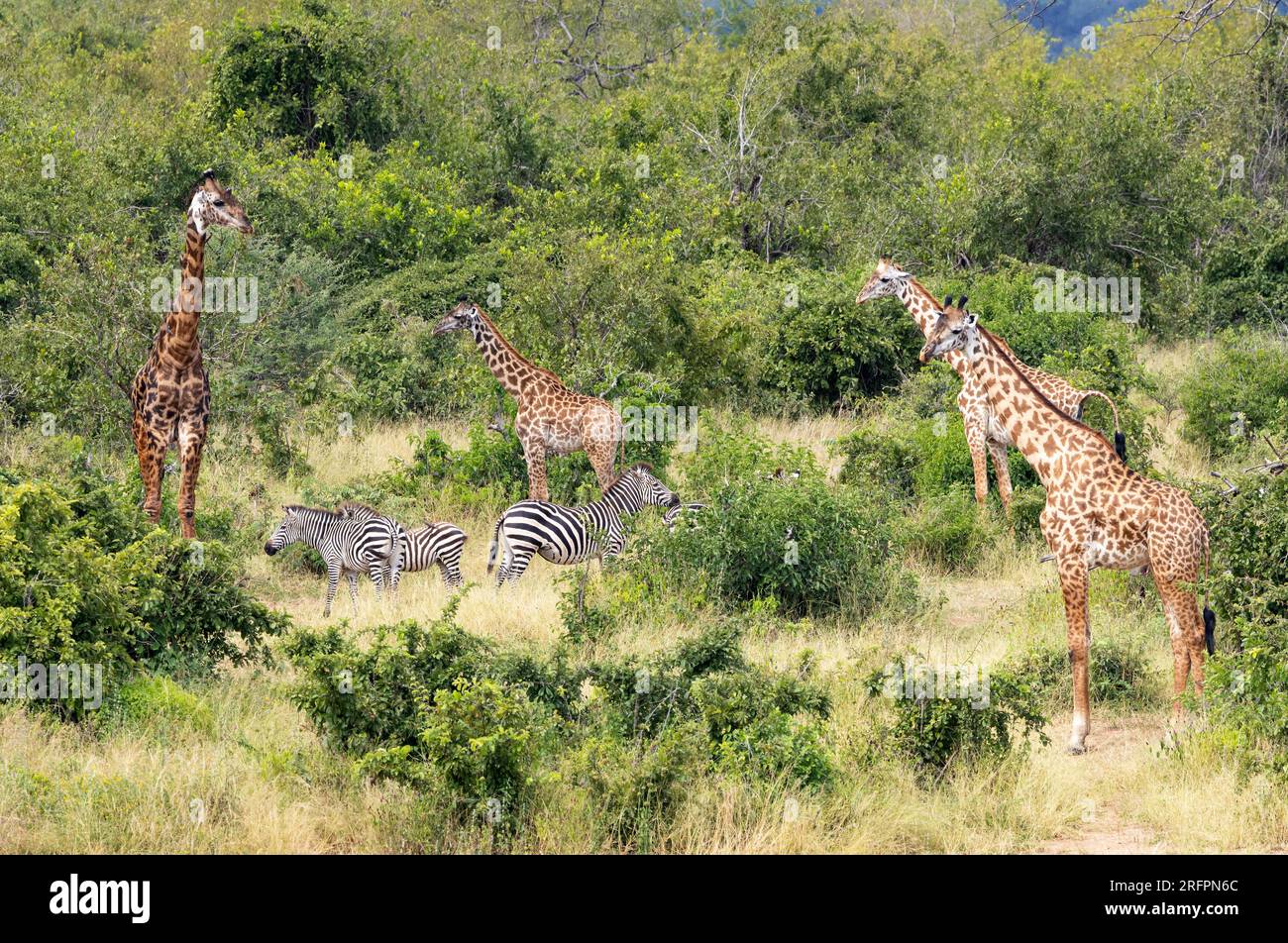 Giraffa e Zebra si mescolano nel Bush vicino al fiume Ruaha. Non competono per le stesse risorse e ne trarranno vantaggio. Foto Stock