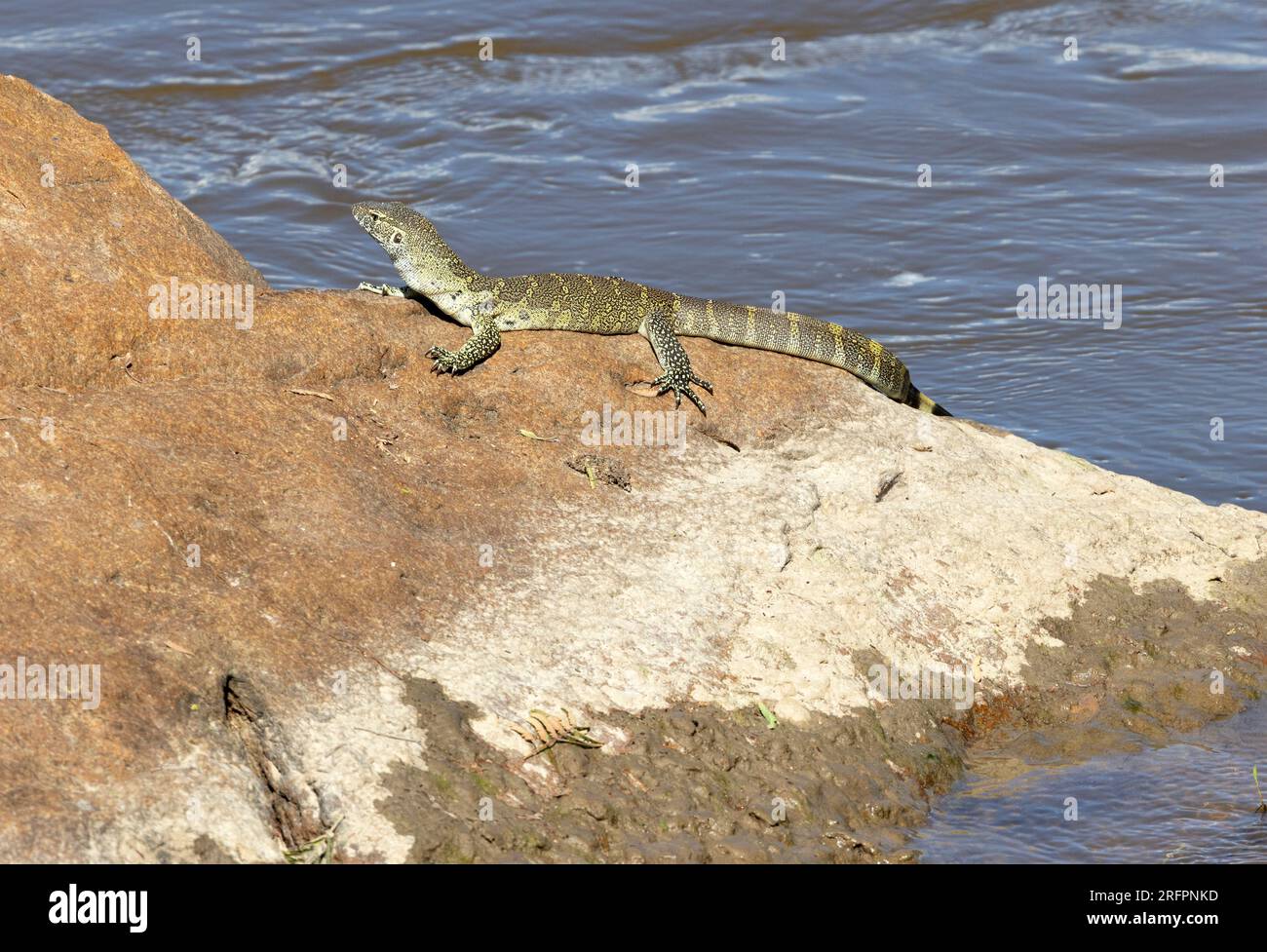 Il monitor dell'acqua o del Nilo è il più grande lucertole in Africa e può crescere fino a due metri di lunghezza. Sono scavengers, oltre che predatori. Foto Stock