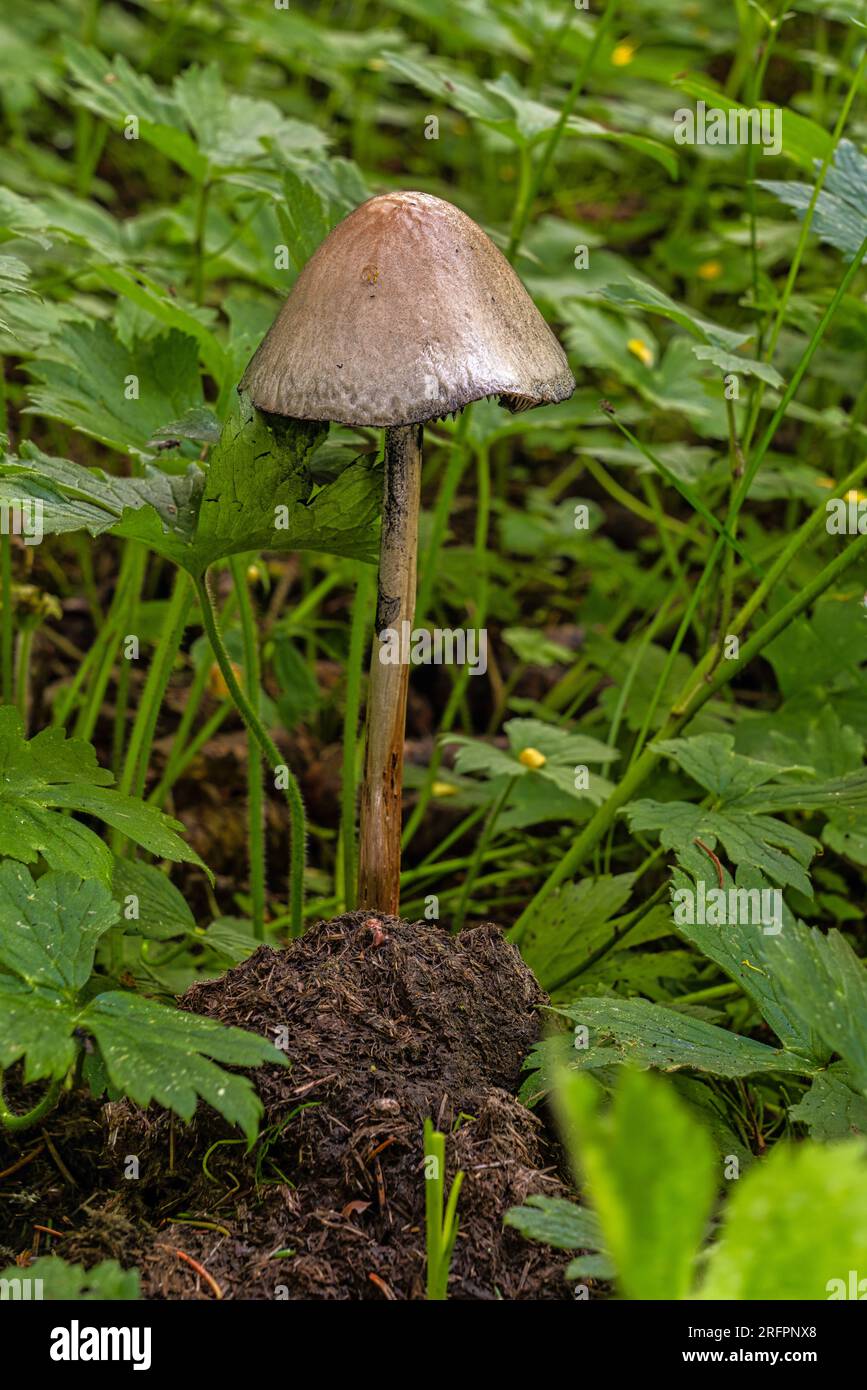 Fungo saprofitico in habitat erboso, Parco Nazionale del Gran Sasso e Monti della Laga, Abruzzo Foto Stock