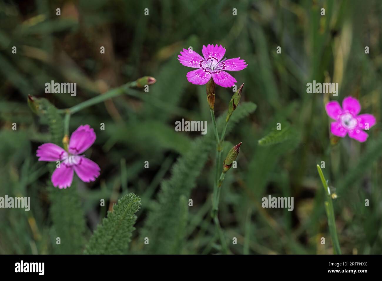 Primo piano dettagliato sui luminosi fiori viola di un fiore di prato del garofano, Dianthus Deltoides Foto Stock